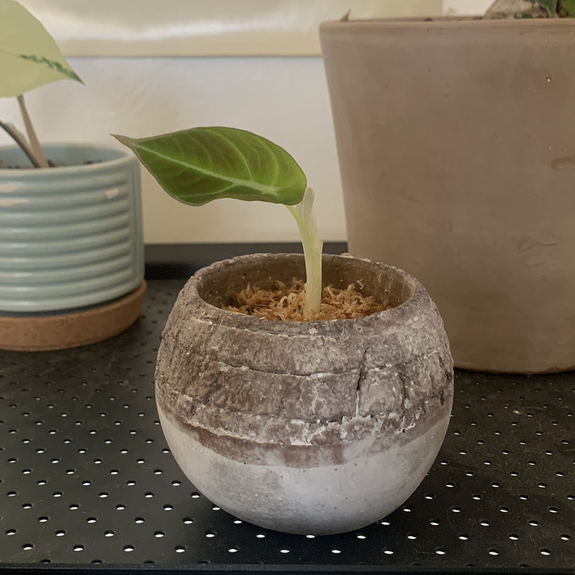 Black Velvet Alocasia plant photo by @ali named Princess Diana the 2nd on Greg, the plant care app.