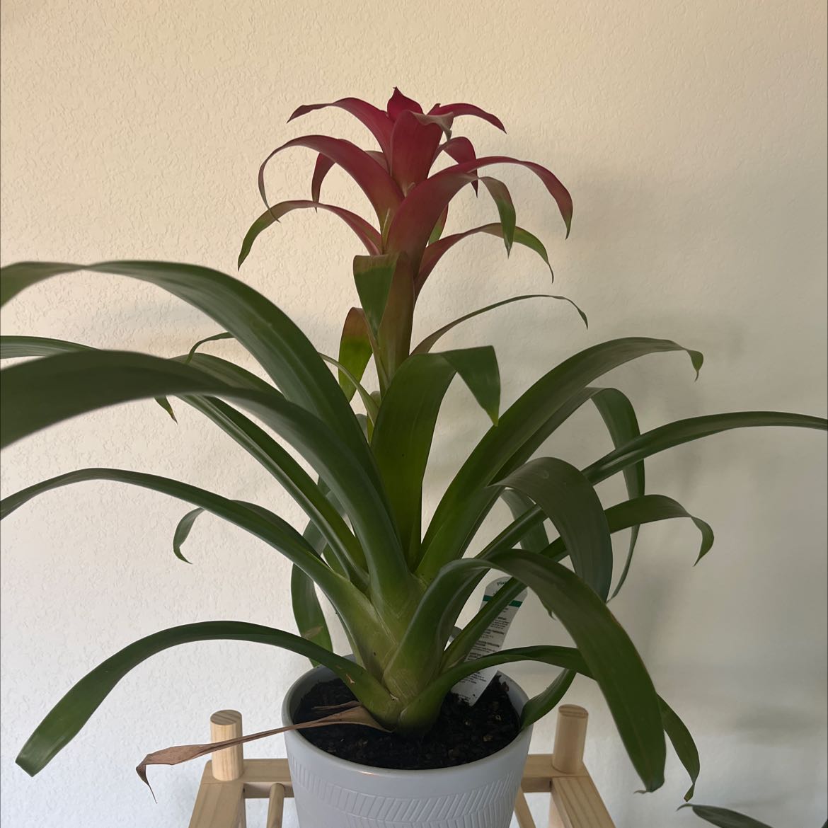 Photo of the plant species Droophead Tufted Airplant by @GoodyWaxplant named Feya on Greg, the plant care app