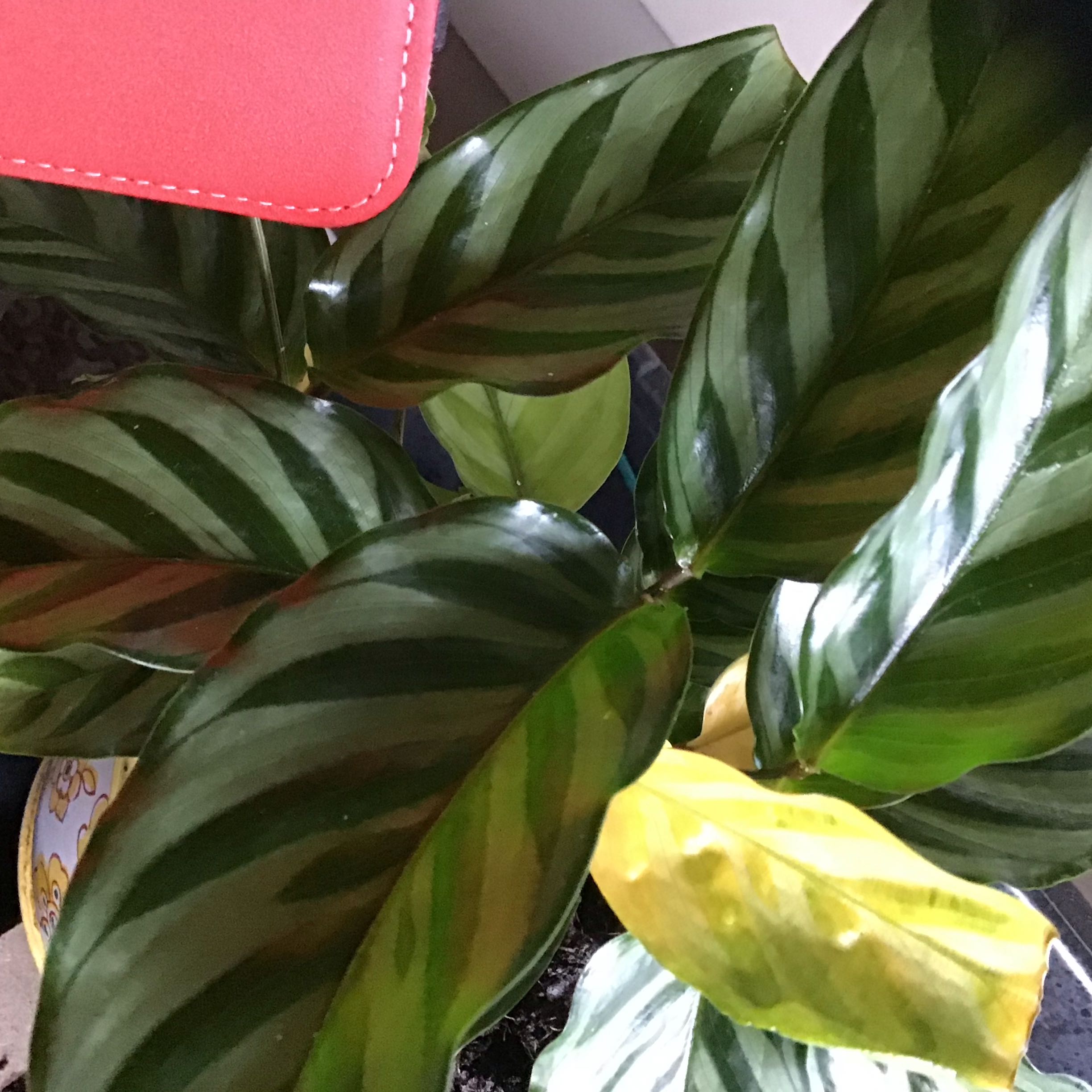 Calathea 'Freddie' plant with striped leaves, some yellowing visible.