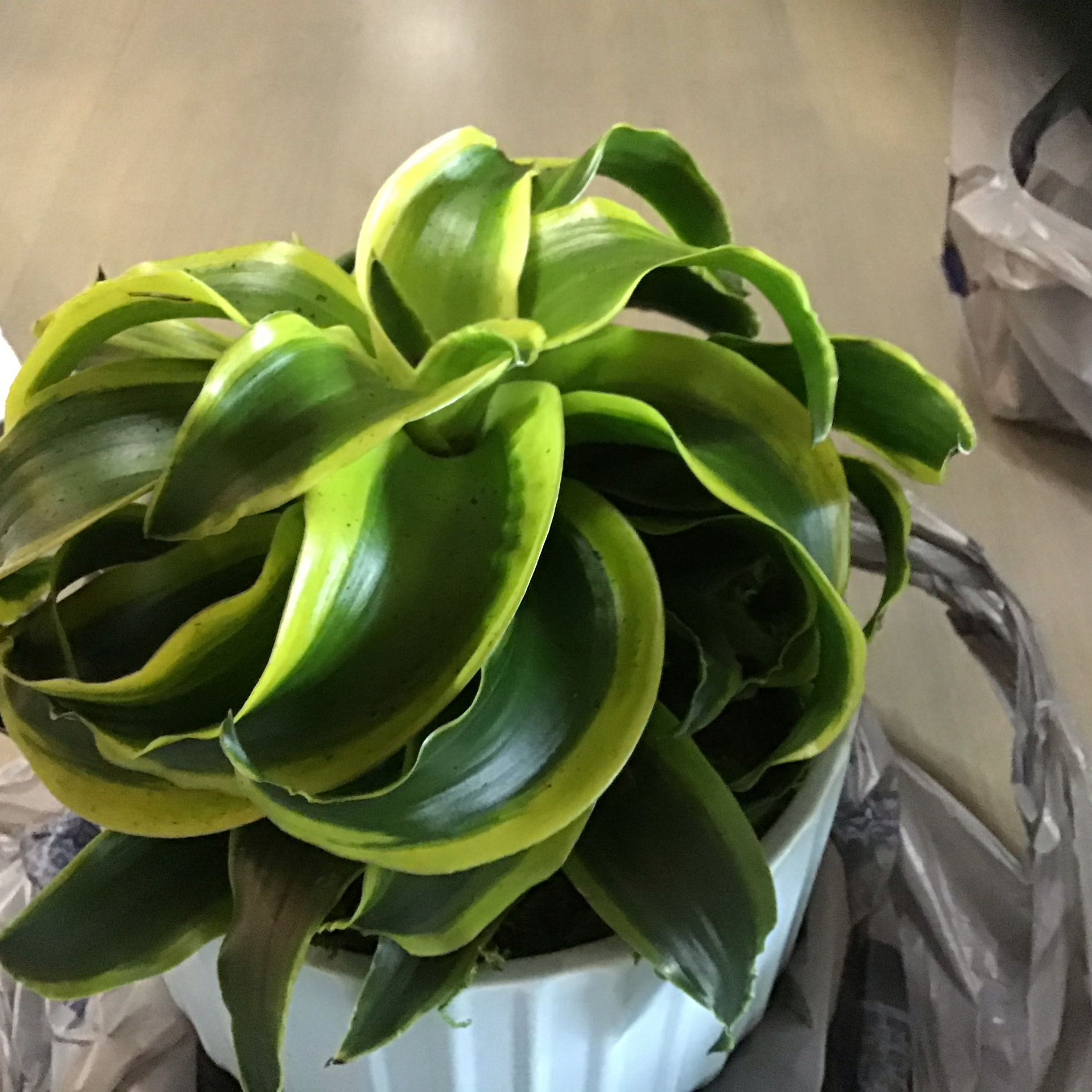 Basket Plant with vibrant green leaves in a white pot.