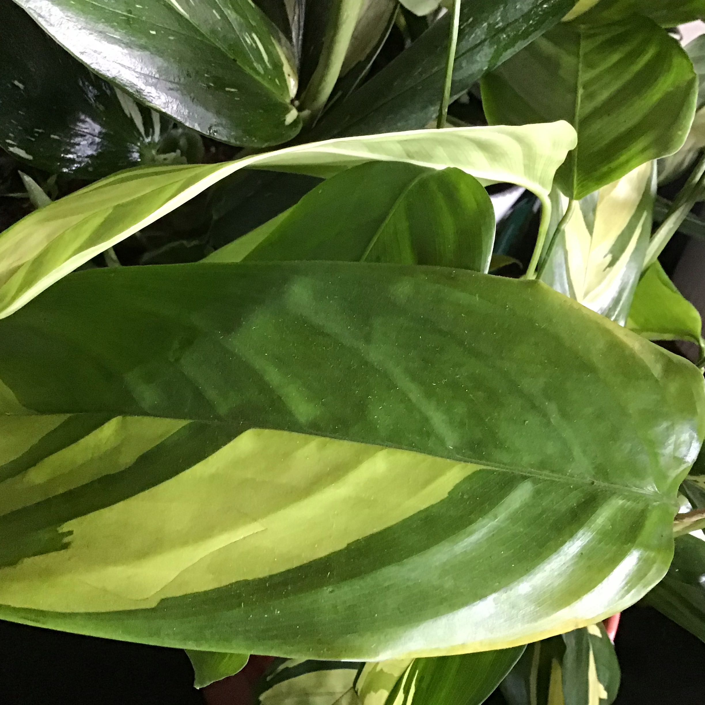 Golden Mosaic Plant with broad, variegated green and yellow leaves.