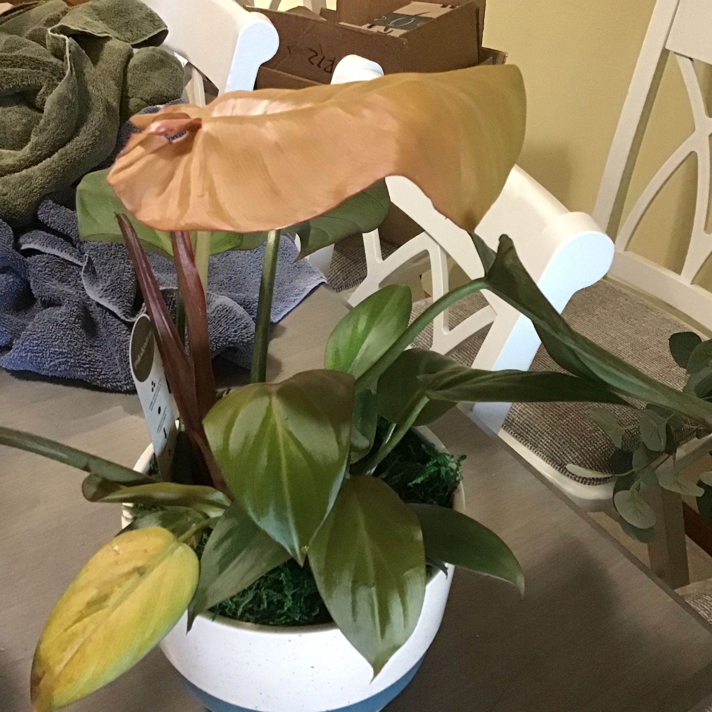 Philodendron 'Summer Glory' plant in a pot with some discolored leaves, household items in the background.