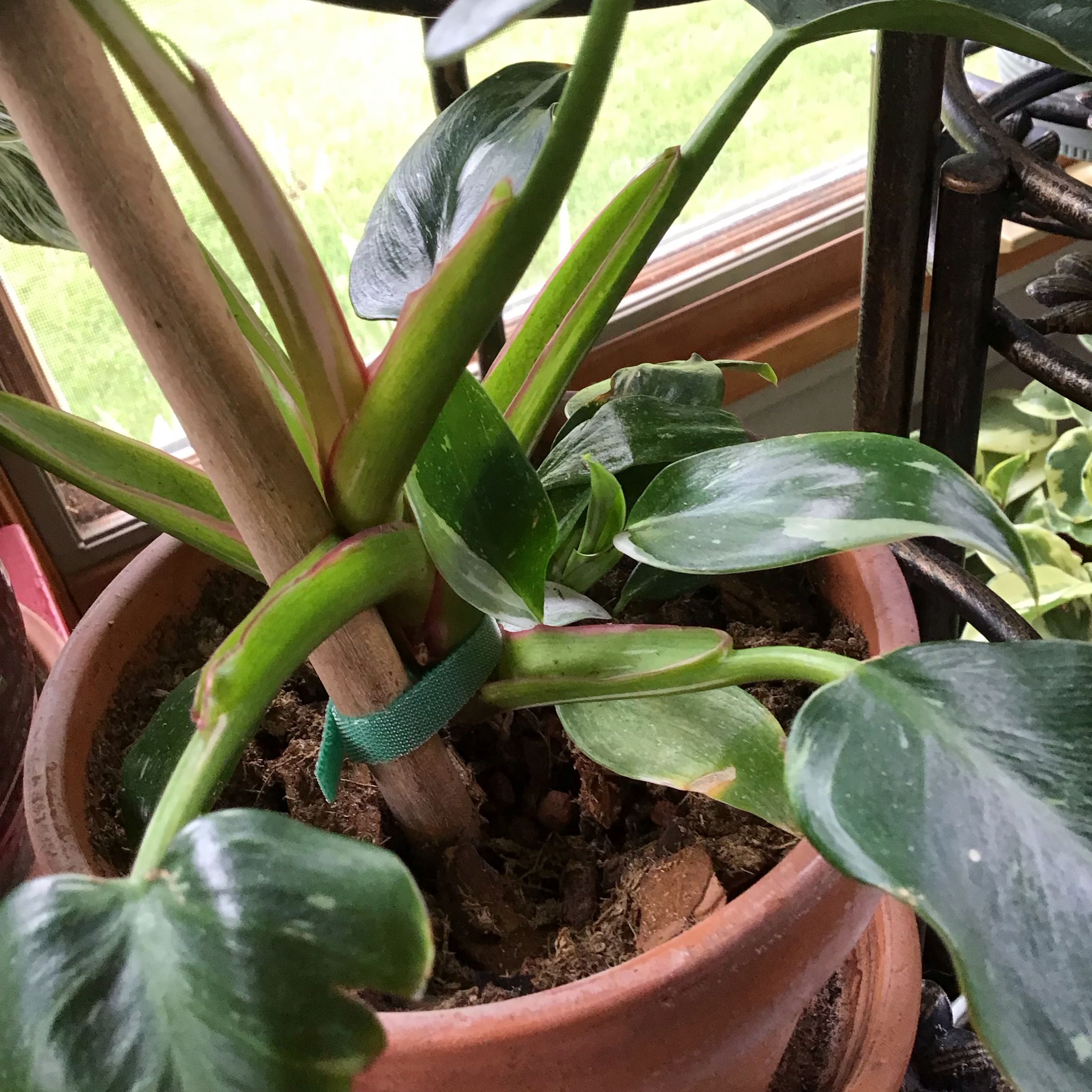Philodendron 'White Princess' plant in a pot with visible soil, healthy leaves, and no signs of disease.
