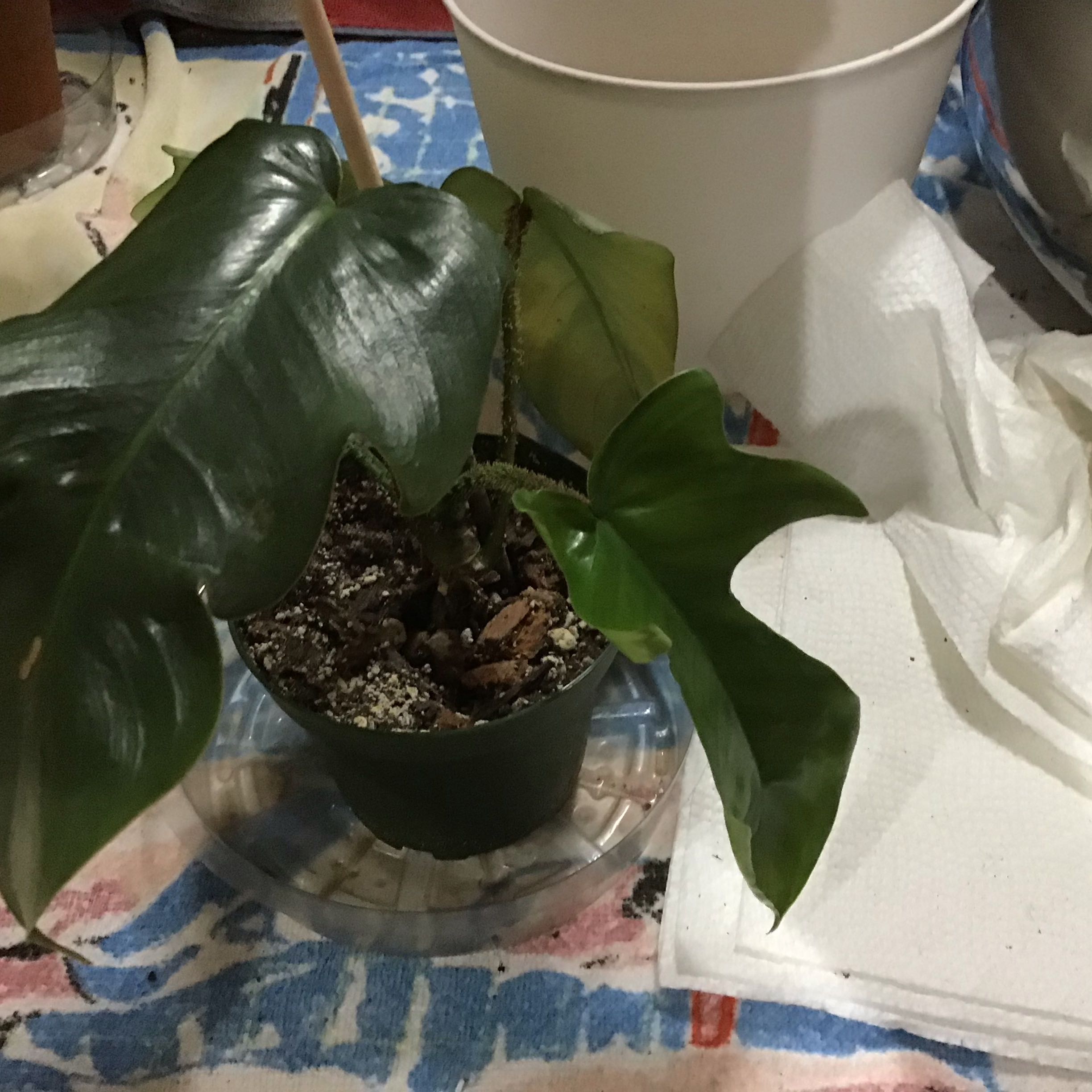 Plant care for Florida beauty x Tortum on Greg, the plant care app
