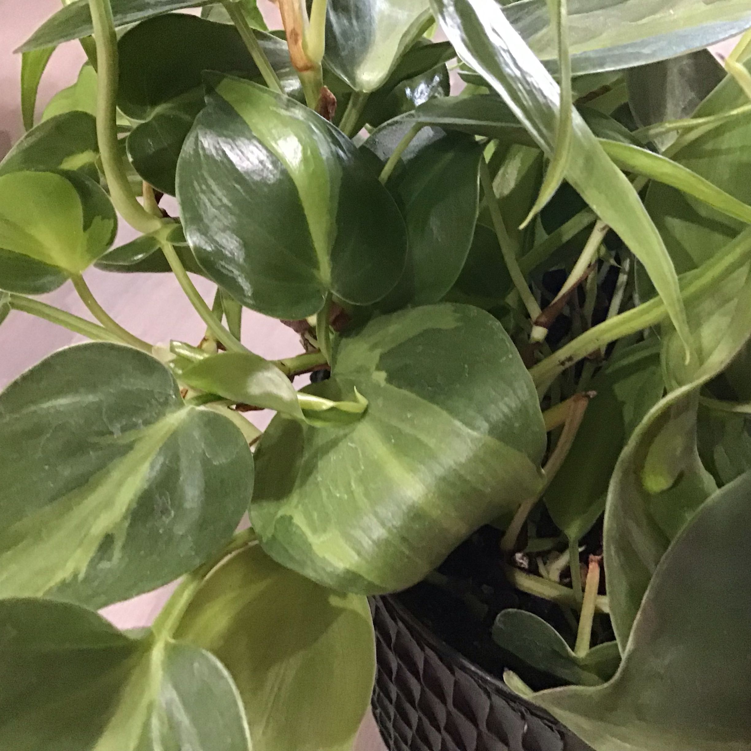Photo of the plant species Pothos by Lori a named James Dean on Greg, the plant care app