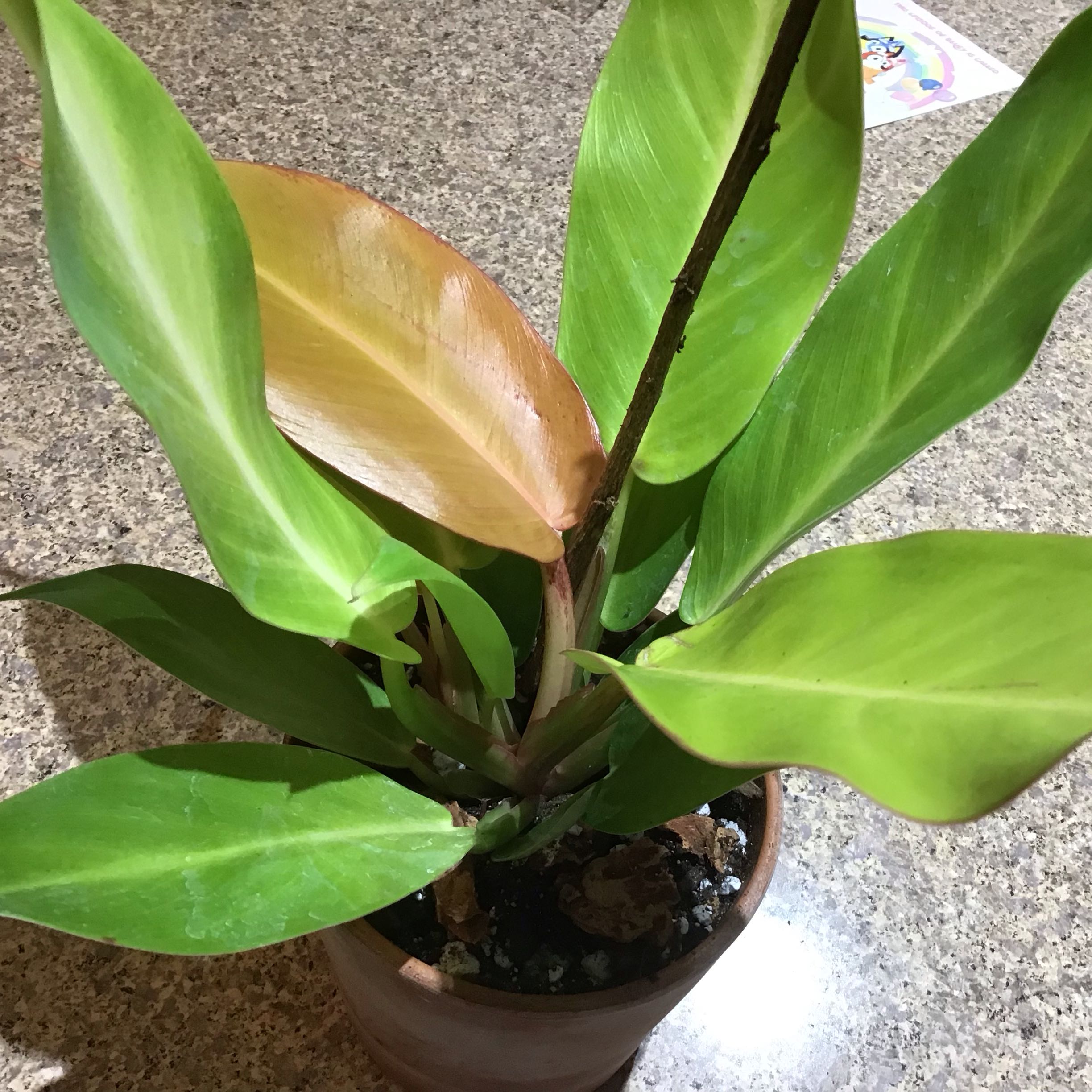 Photo of the plant species Philodendron tangerine by Lori a named Nithin on Greg, the plant care app