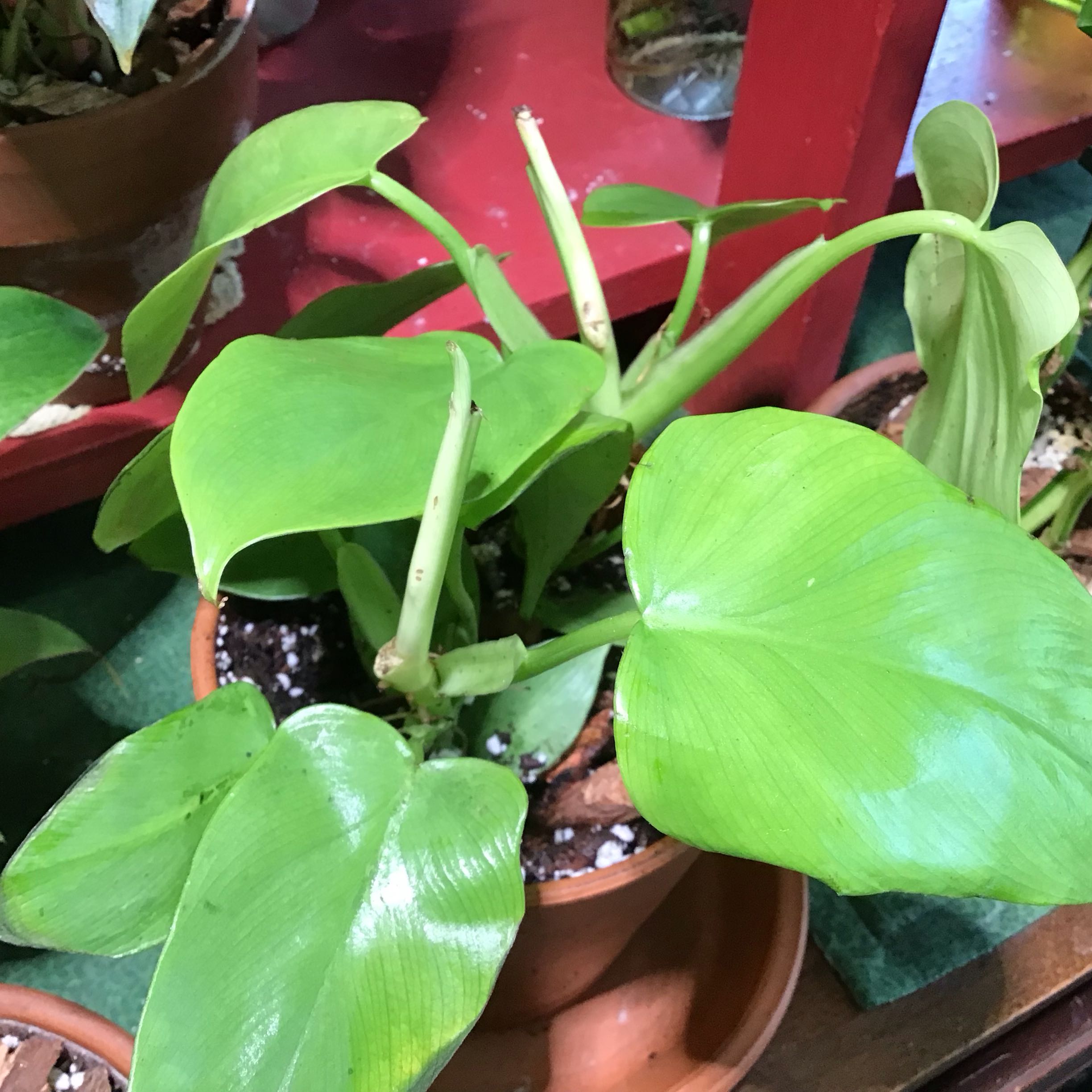 Photo of the plant species Golden Violin by Lori a named Stella on Greg, the plant care app