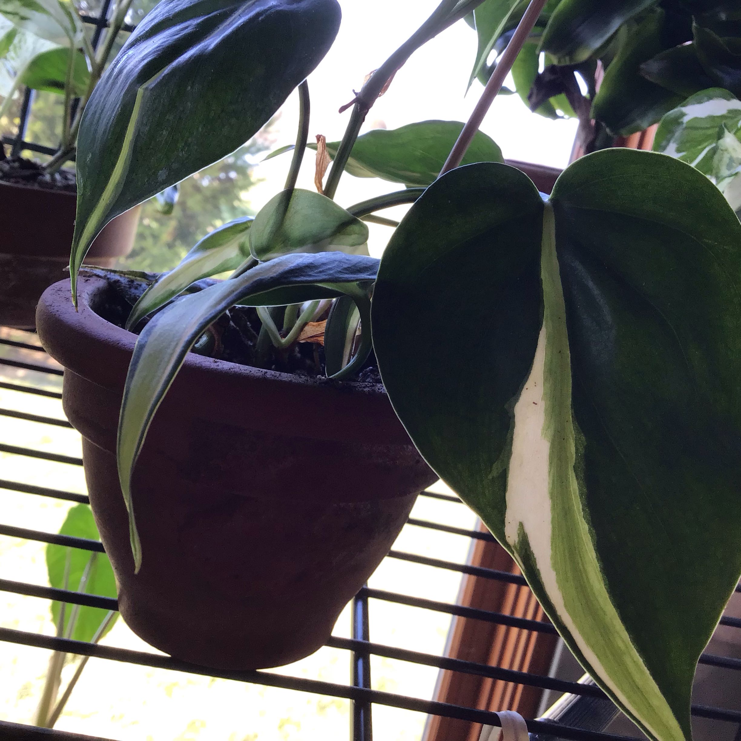 Photo of the plant species Philodendron 'Rio' by Lori a named Sahara on Greg, the plant care app