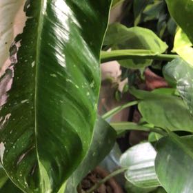 Photo of the plant species Philodendron 'Jose Buono' by Lori a named Kendall on Greg, the plant care app