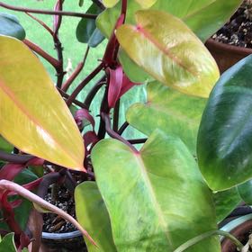 Photo of the plant species Philodendron Painted Lady by Lori a named Naomi on Greg, the plant care app