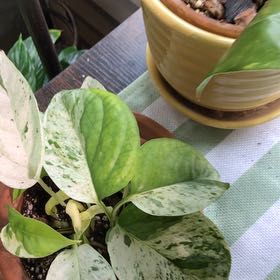 Photo of the plant species Marble Epipremnum Pinnatum by Lori a named Lola on Greg, the plant care app