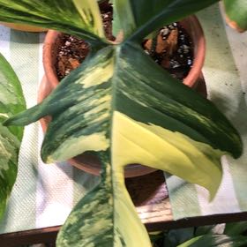 Photo of the plant species Florida Beauty by Lori a named Maya on Greg, the plant care app