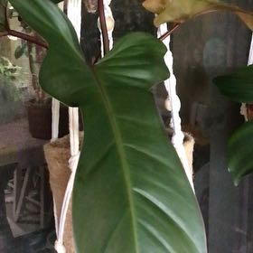 Photo of the plant species Philodendron 'Florida Bronze' by Lori a named Plato on Greg, the plant care app
