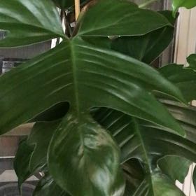 Photo of the plant species Florida green by Lori a named Prince on Greg, the plant care app