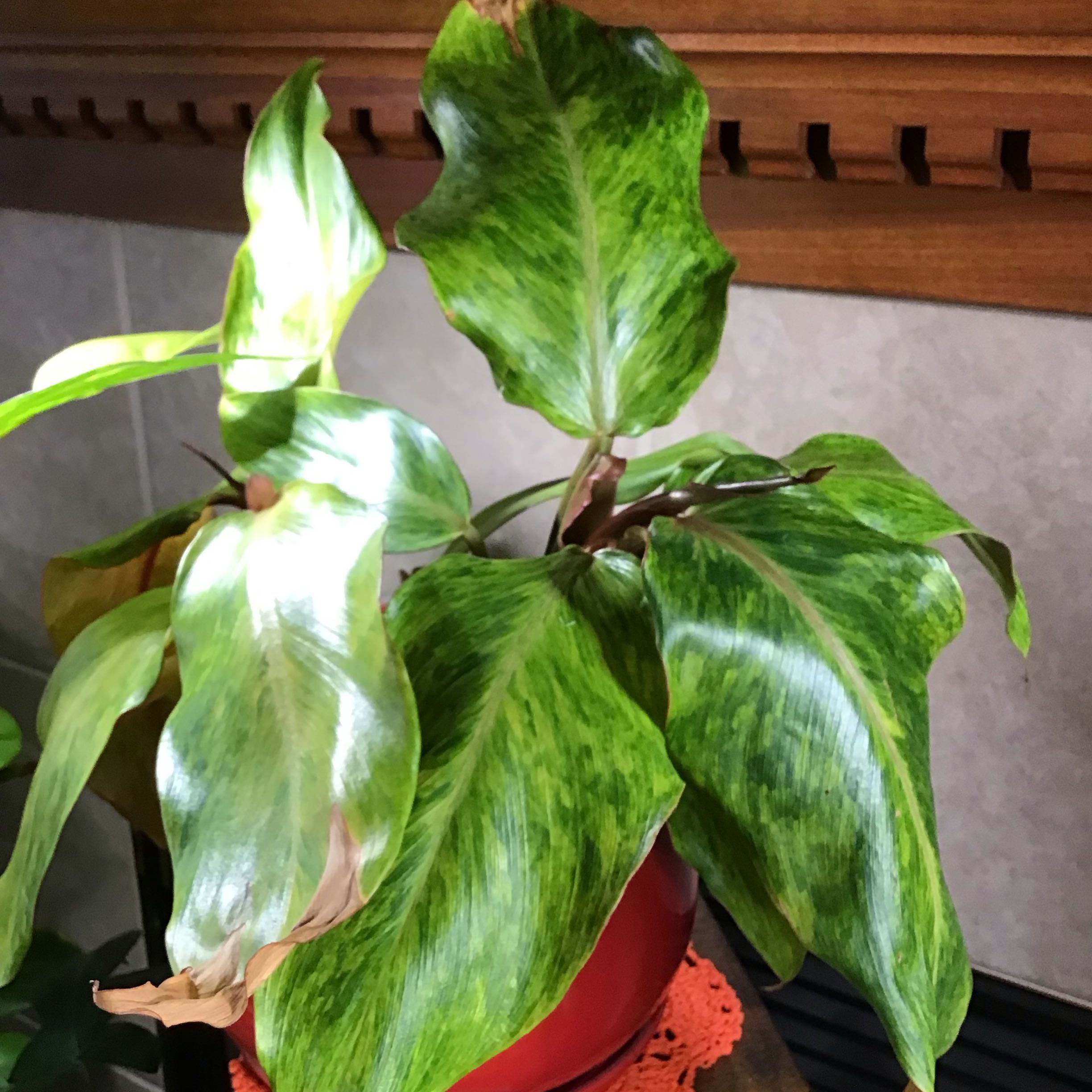 Photo of the plant species Philodendron orange Marmalade by Lori a named Elle on Greg, the plant care app
