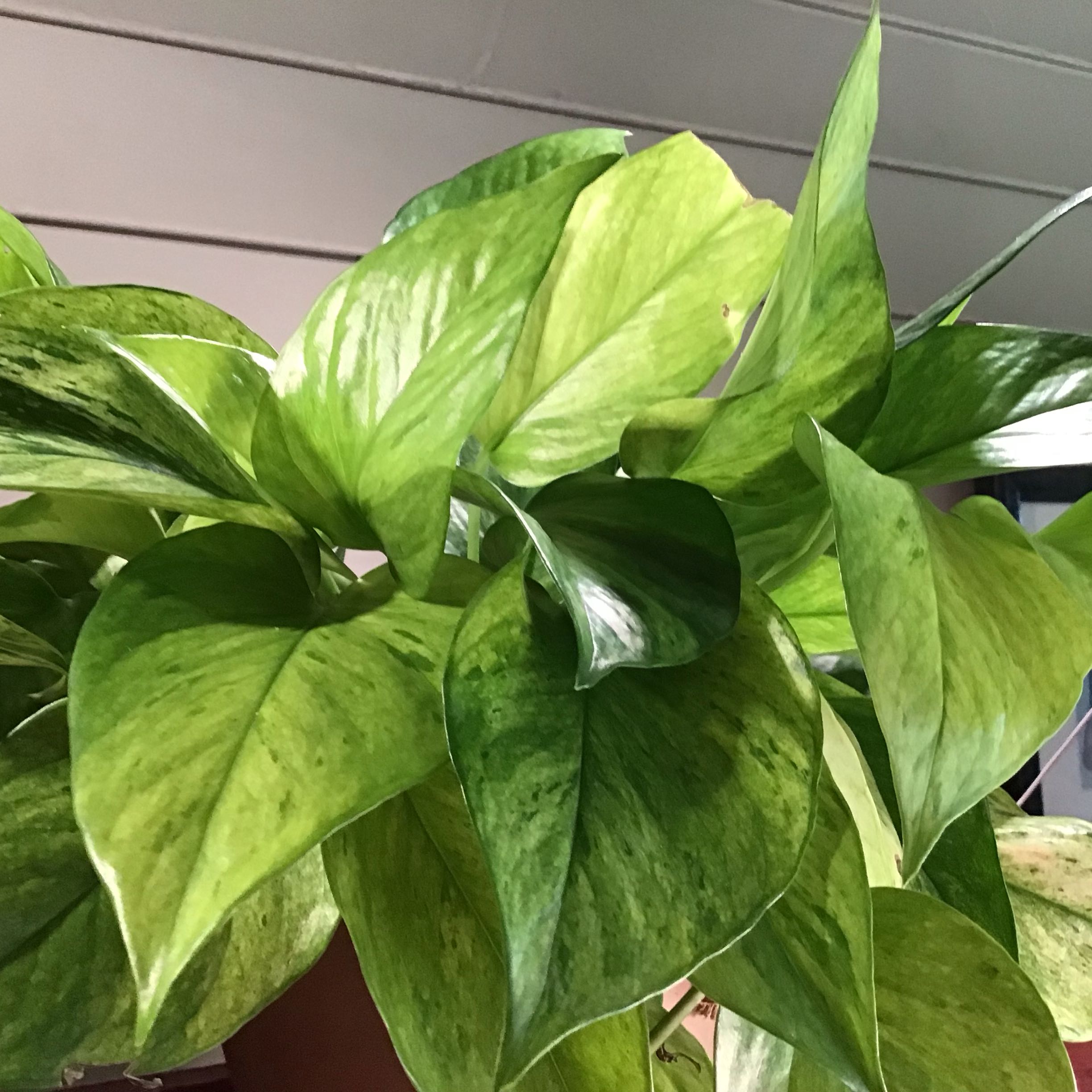 Photo of the plant species Jessenia Pothos by Lori a named Bella on Greg, the plant care app