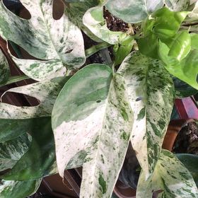 Photo of the plant species Marble Epipremnum Pinnatum by Lori a named Mando on Greg, the plant care app