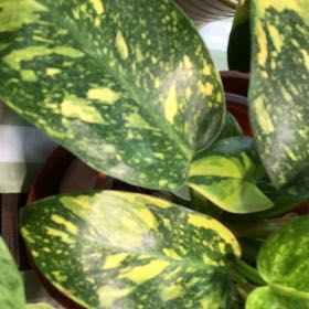 Photo of the plant species Philo Green Congo Nuclear by Lori a named Ronaldo on Greg, the plant care app