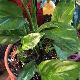 Photo of the plant species Yellow Sunrise Pothos by Lori a named Elle on Greg, the plant care app