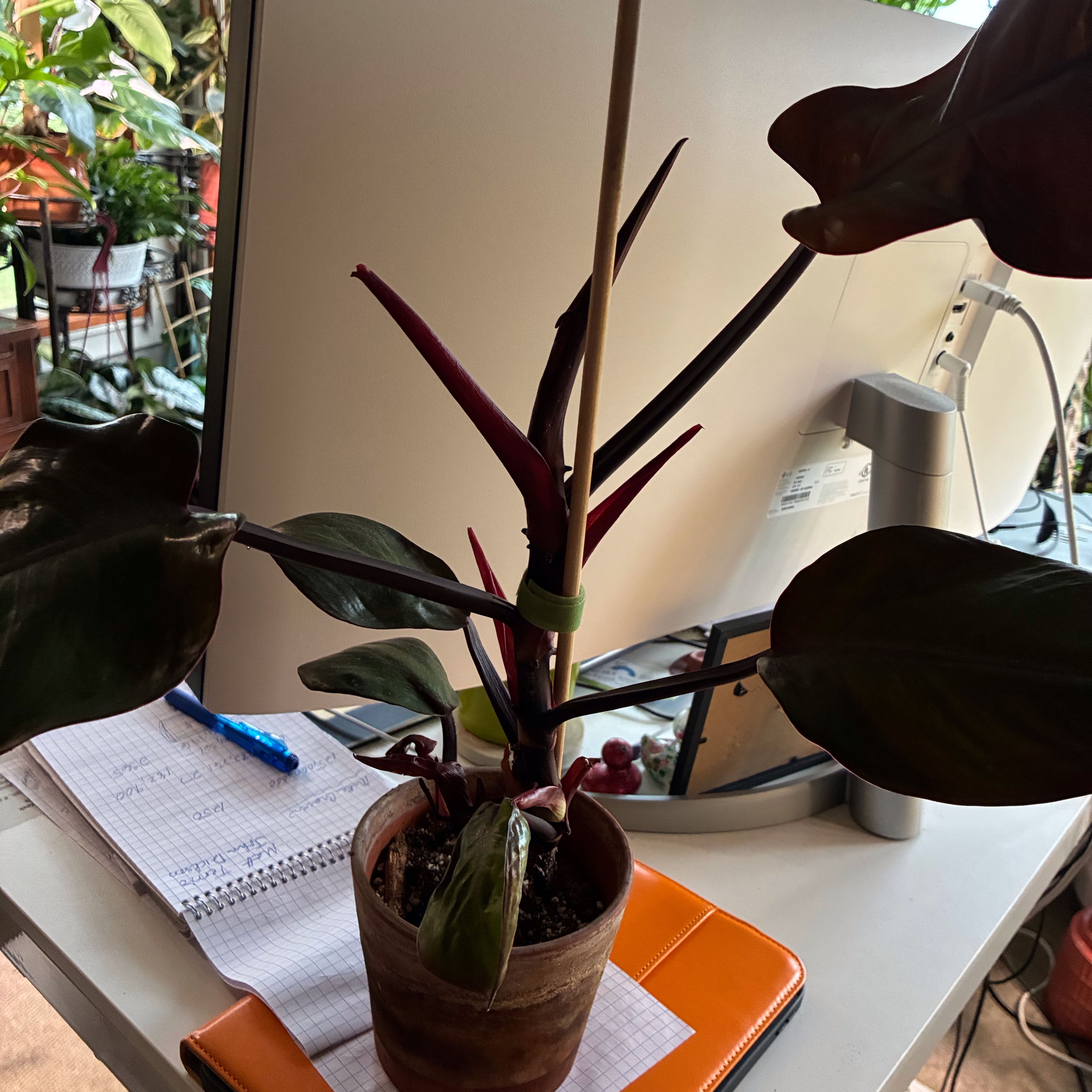 Photo of the plant species McColley's Finale by Lori a named Anne on Greg, the plant care app