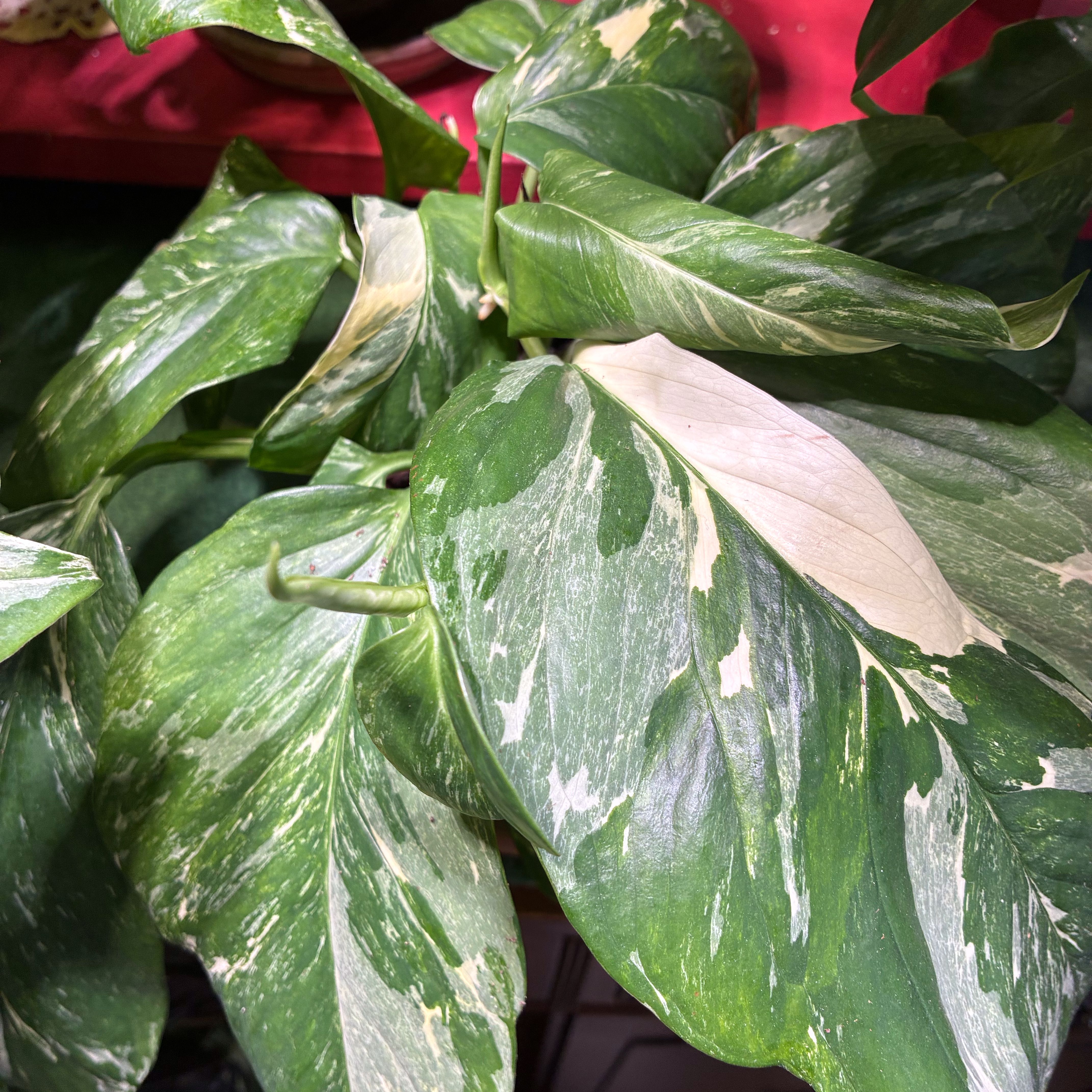 Photo of the plant species Monstera lechleriana 'Variegata' by Lori a named Diana on Greg, the plant care app