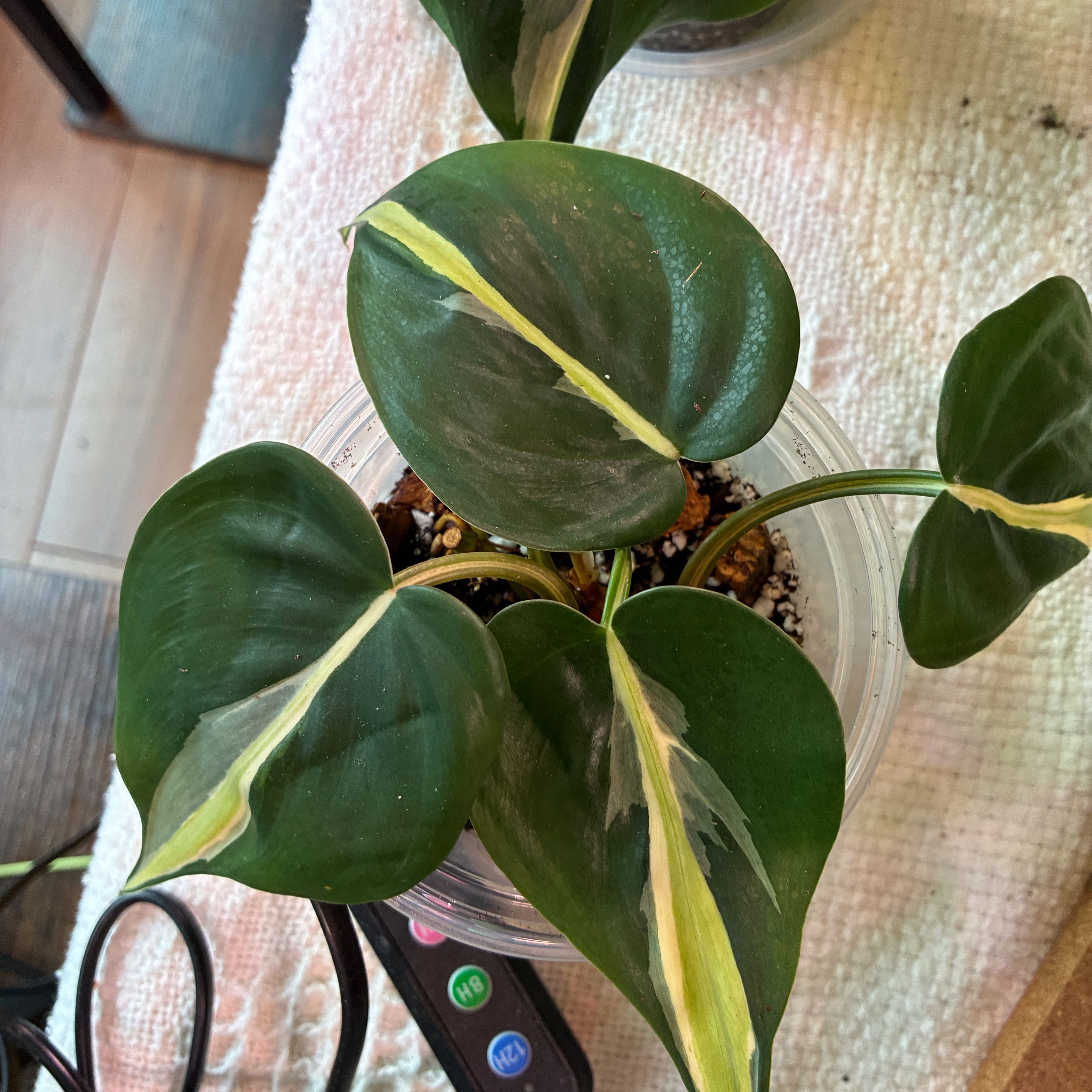 Photo of the plant species Silver Stripe Philodendron by Lori a named Bella on Greg, the plant care app