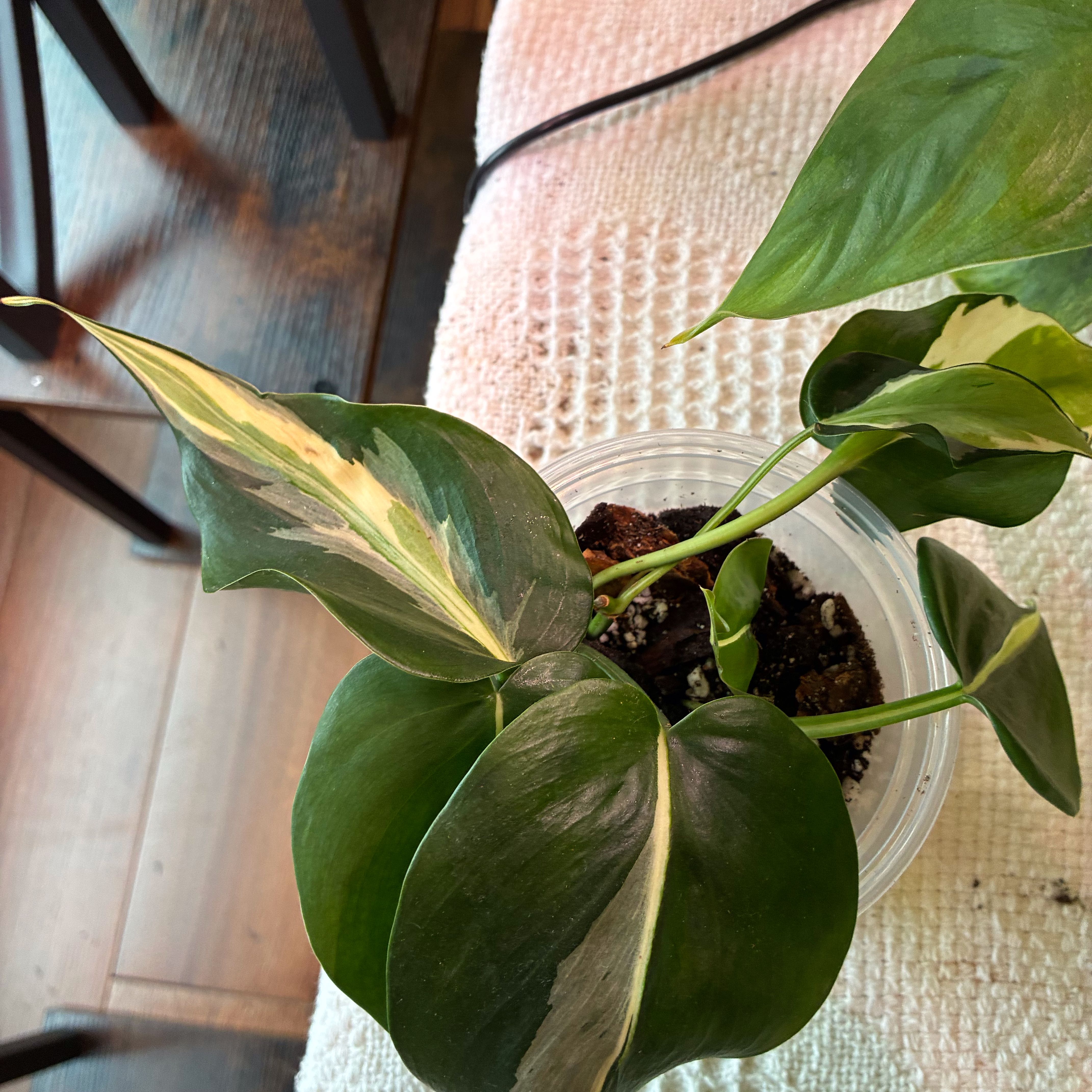 Photo of the plant species Silver Stripe Philodendron by Lori a named Lola on Greg, the plant care app