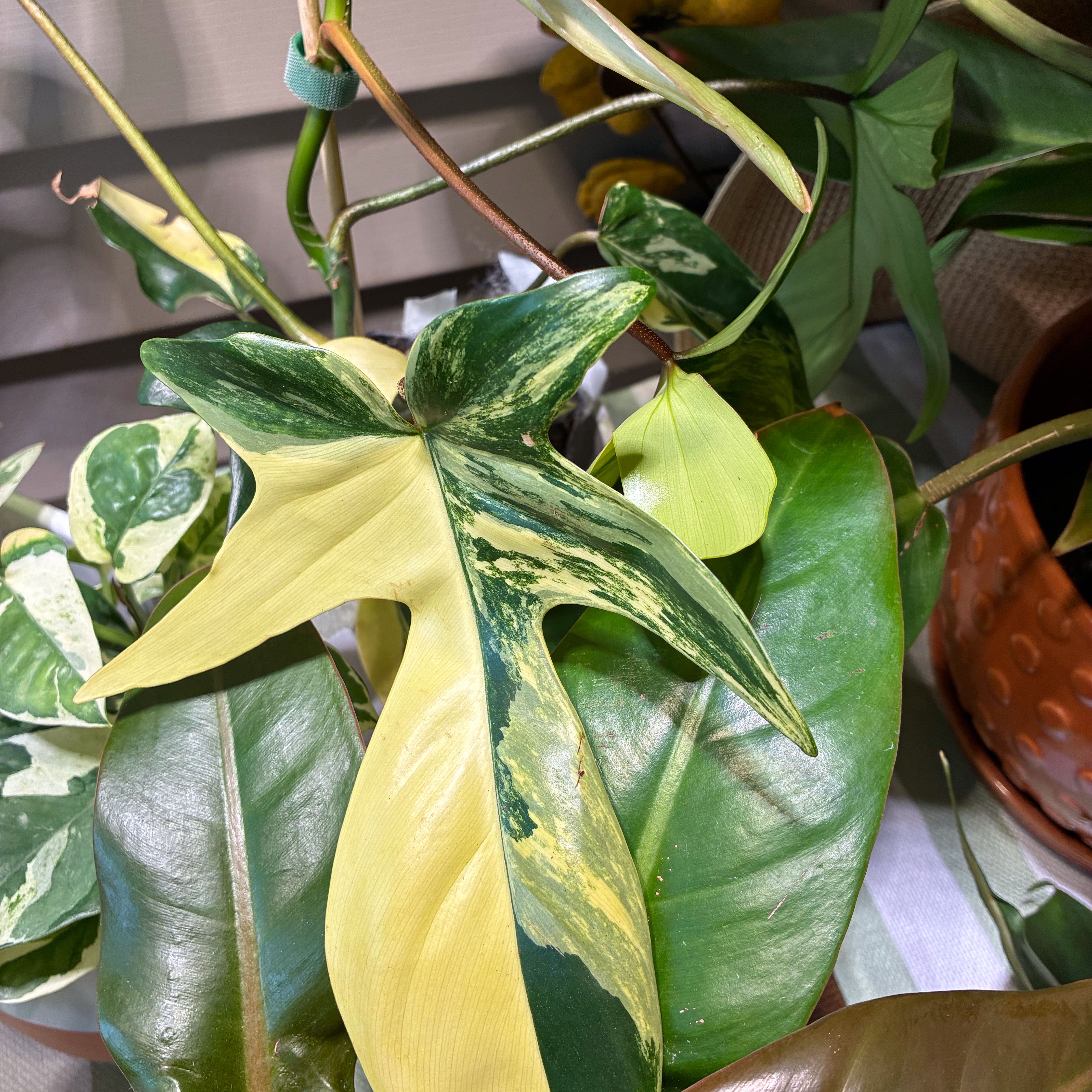 Photo of the plant species Variegated Florida Beauty Philodendron by Lori a named Marilyn on Greg, the plant care app