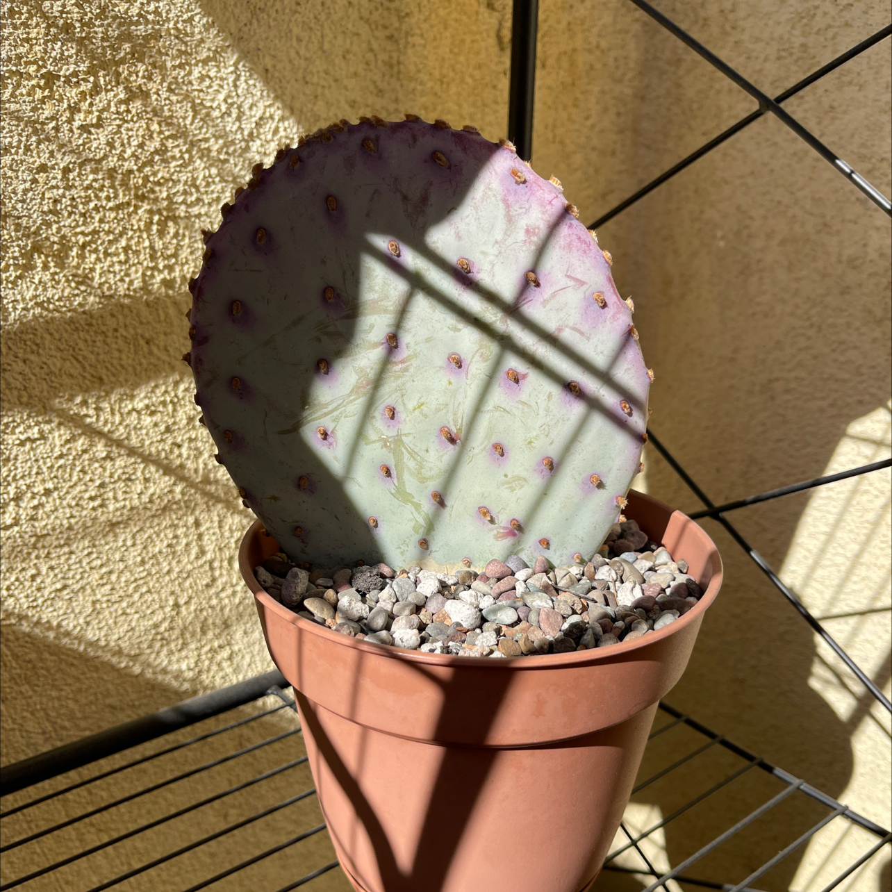 Violet Prickly Pear cactus in a pot with gravel, well-framed and in focus.