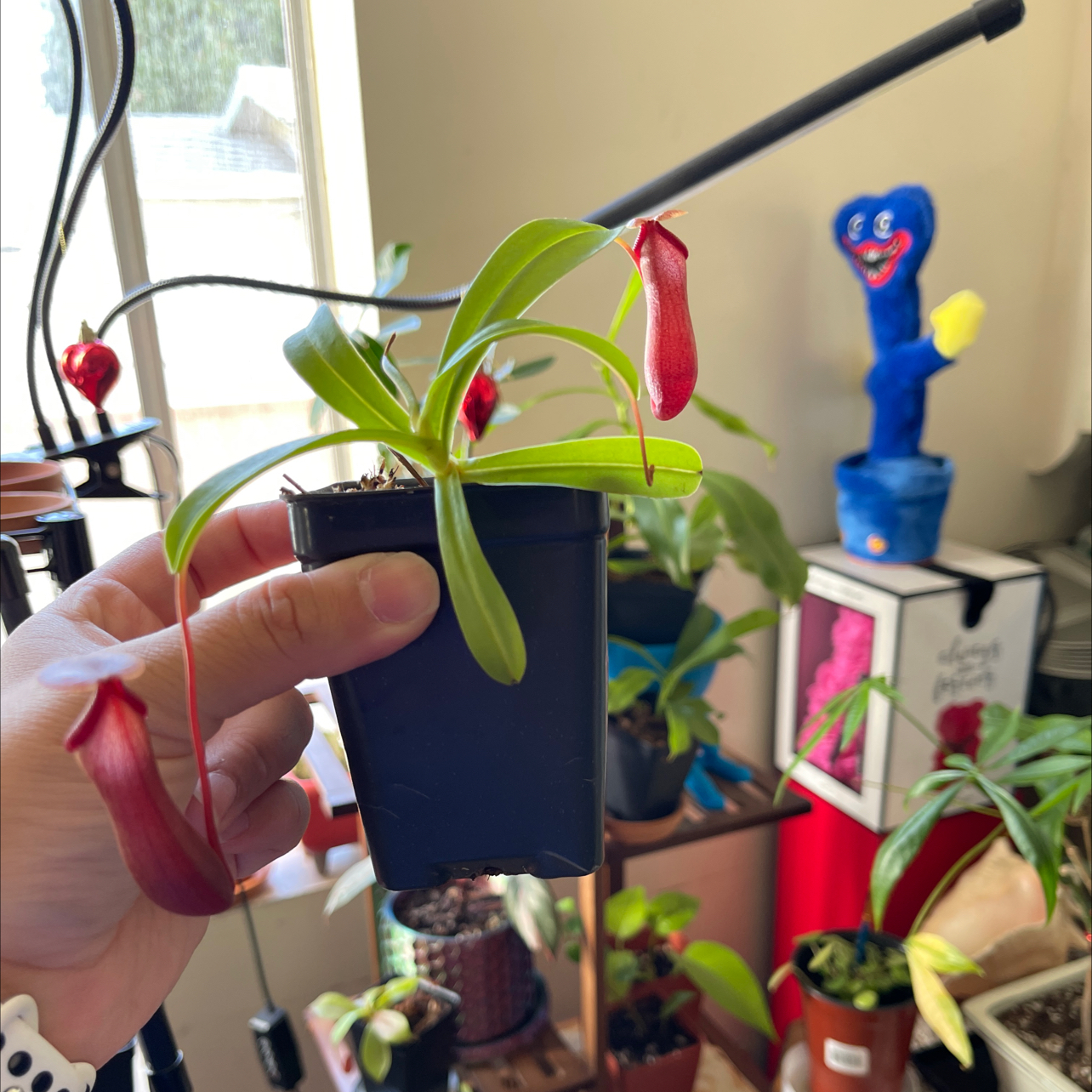 Photo of the plant species Nepenthes 'Bill Bailey' by @GrandBlackpea named Bill on Greg, the plant care app
