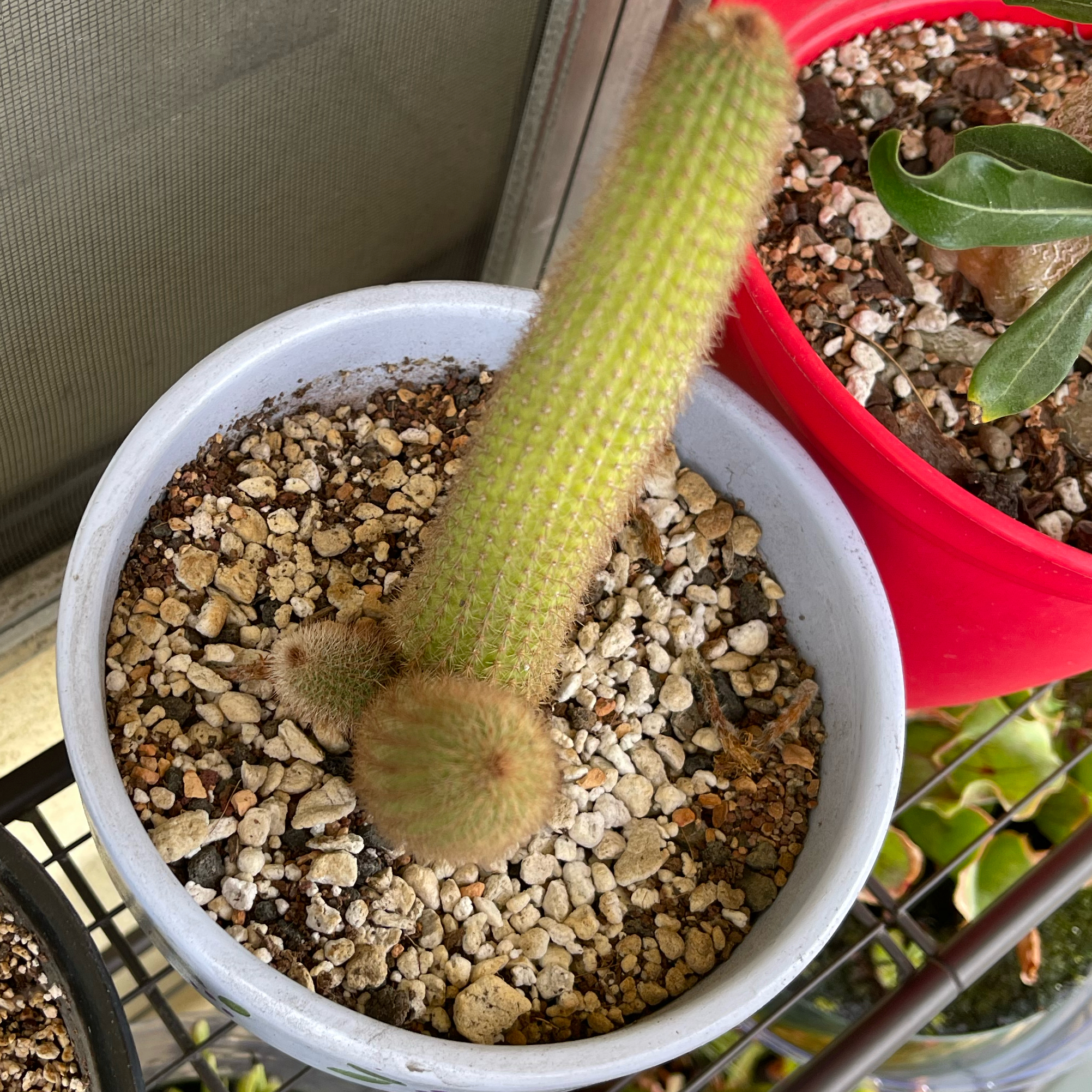 Photo of the plant species Cleistocactus smaragdiflorus by @GrandBlackpea named Creamsicle on Greg, the plant care app