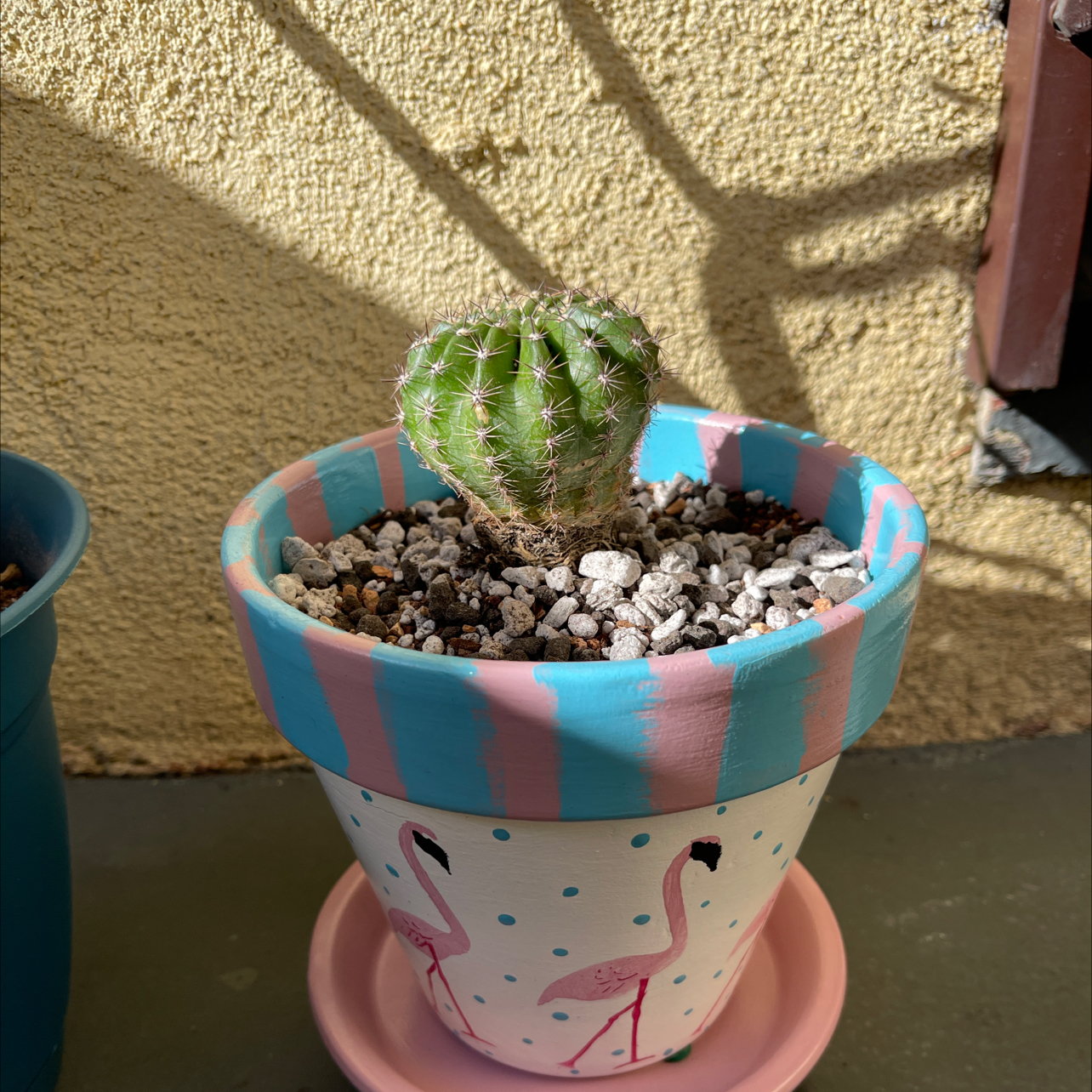 A healthy Easter Lily Cactus in a decorative pot with flamingo designs, well-drained soil visible.