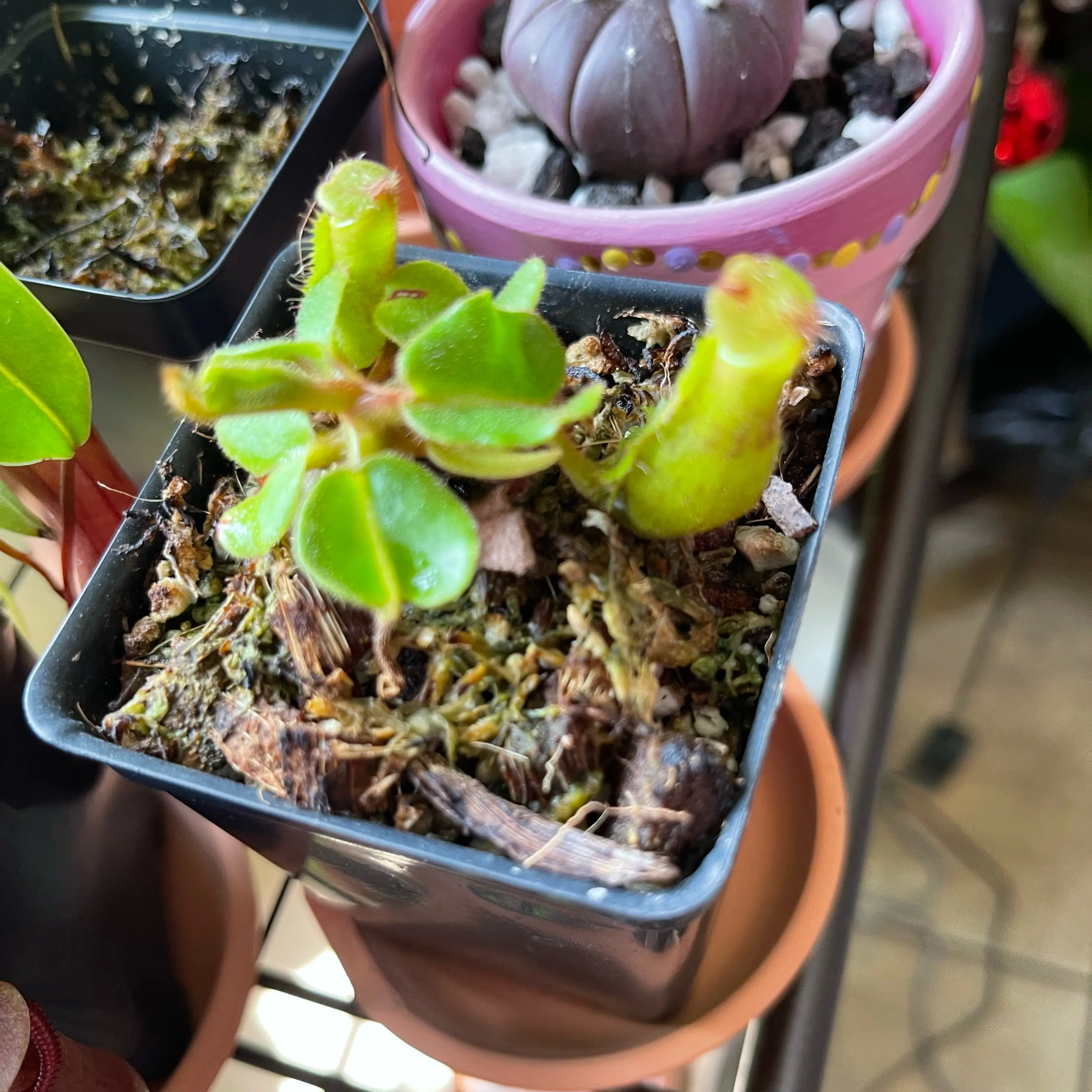 Photo of the plant species Nepenthes Truncata by @GrandBlackpea named Yellow Mellow on Greg, the plant care app