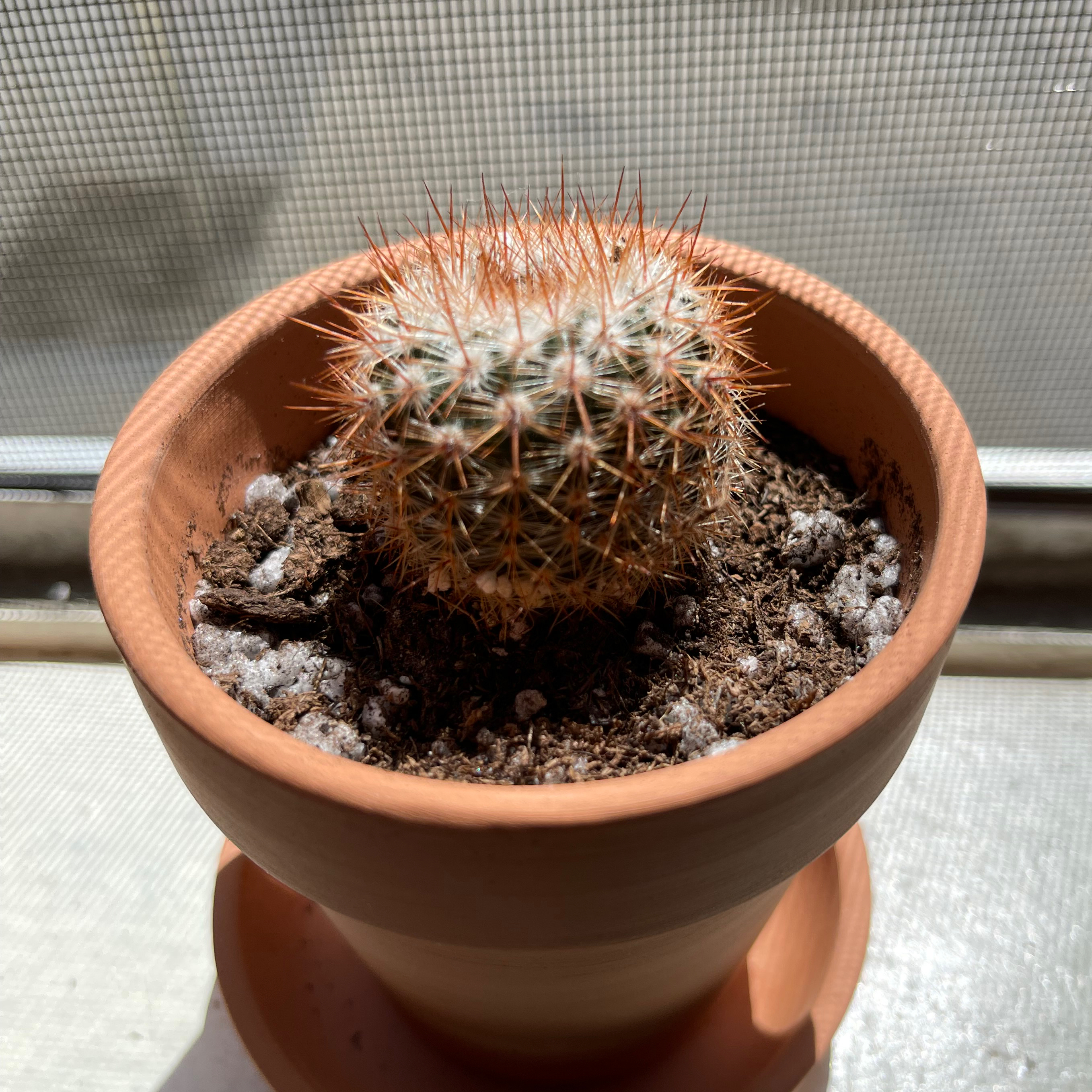 Comb Hedgehog Cactus in a terracotta pot with visible soil, well-framed and in focus.