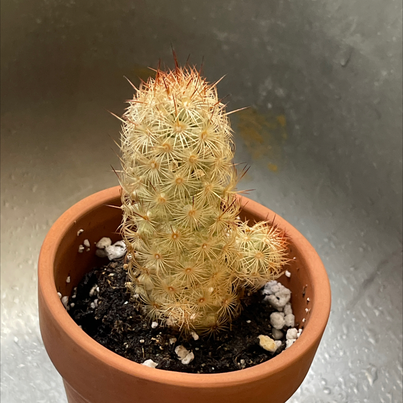 Rattail Nipple Cactus in a terracotta pot with visible soil.