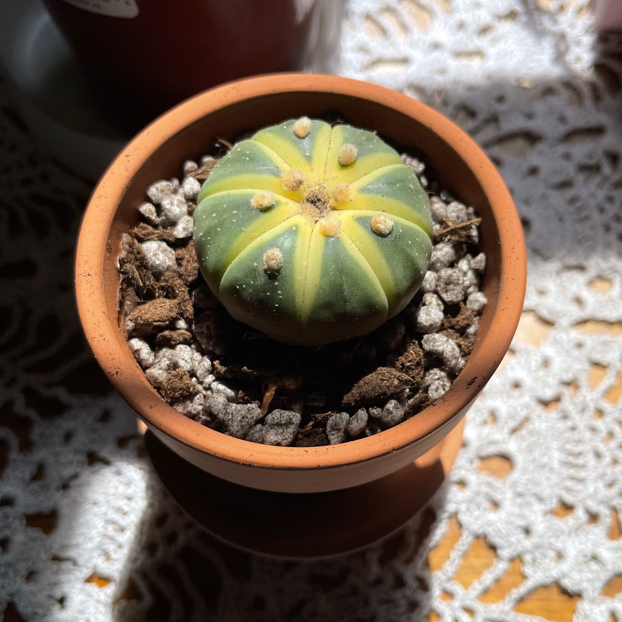 Sand Dollar Cactus in a terracotta pot with visible soil on a lace tablecloth.