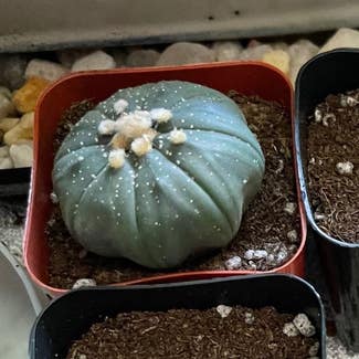 Sand Dollar Cactus plant in Somewhere on Earth