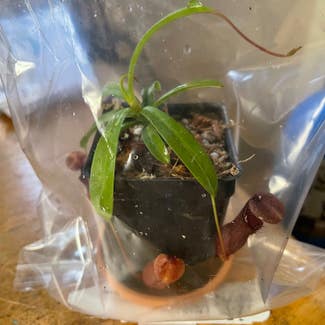 Nepenthes 'Bill Bailey' plant in Somewhere on Earth