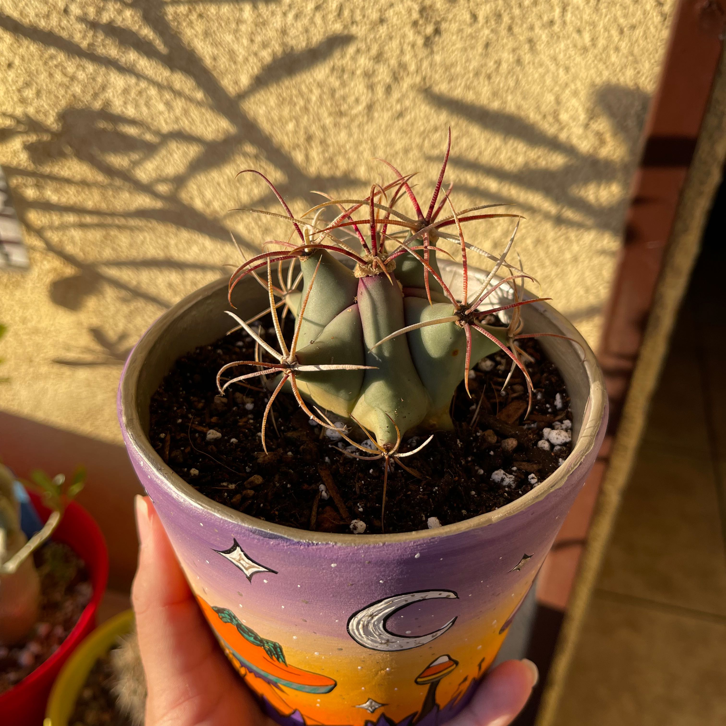 Emory's Barrel Cactus in a decorative pot, held by a hand, with visible soil.