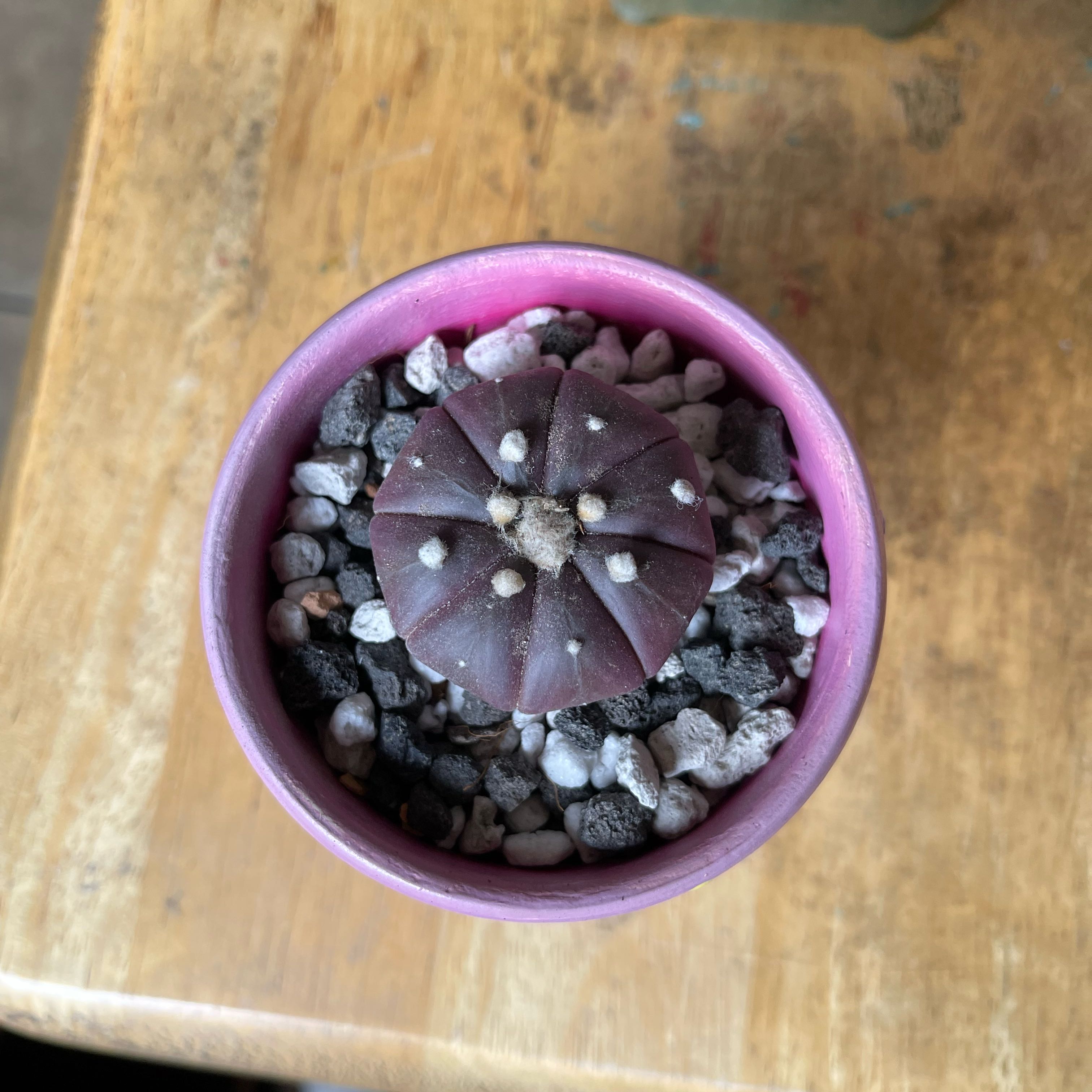 Sand Dollar Cactus in a small pot with gravel on the soil surface.