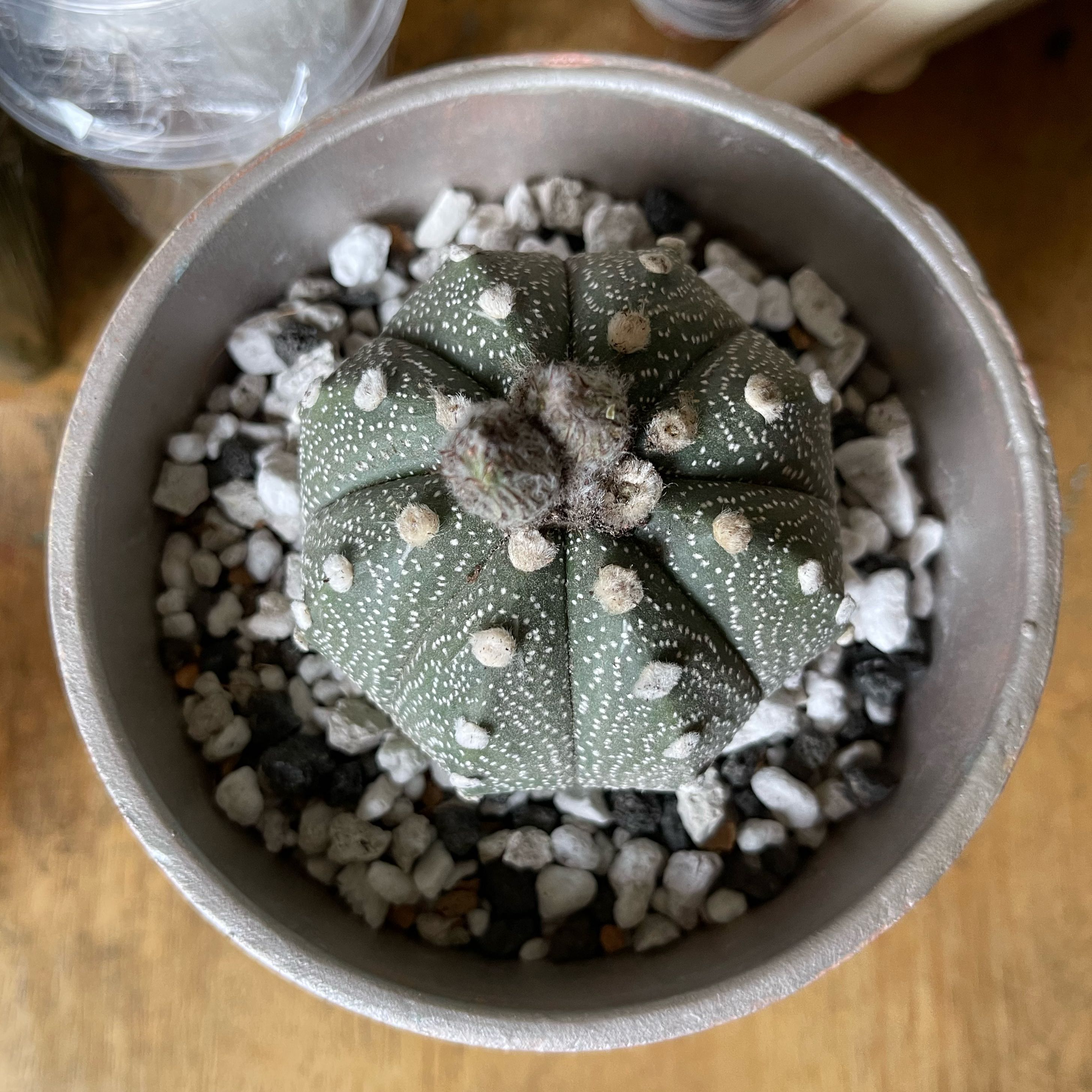 Top view of a Sand Dollar Cactus (Astrophytum asterias) in a pot with rocky soil.