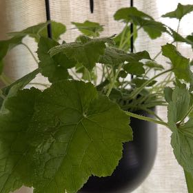 Photo of the plant species Pick-a-Back-Plant by @CDubGreen named Joni on Greg, the plant care app