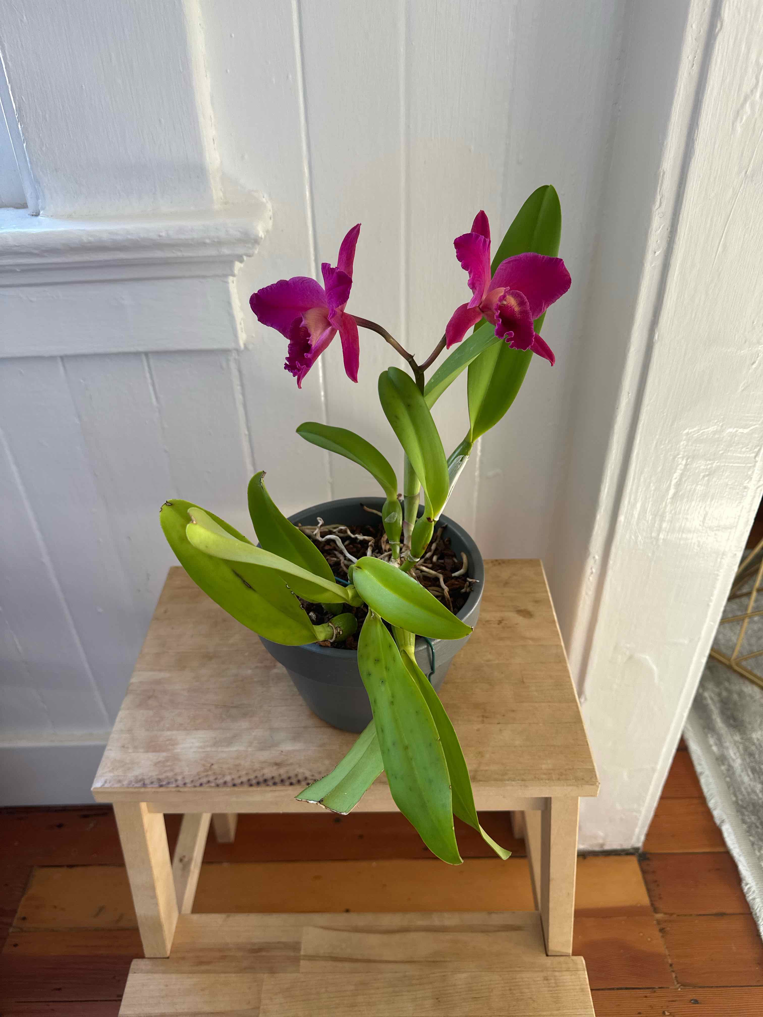 Photo of the plant species Crimson Cattleya by @vee_vargas named Orchid Cattleya-Compact on Greg, the plant care app