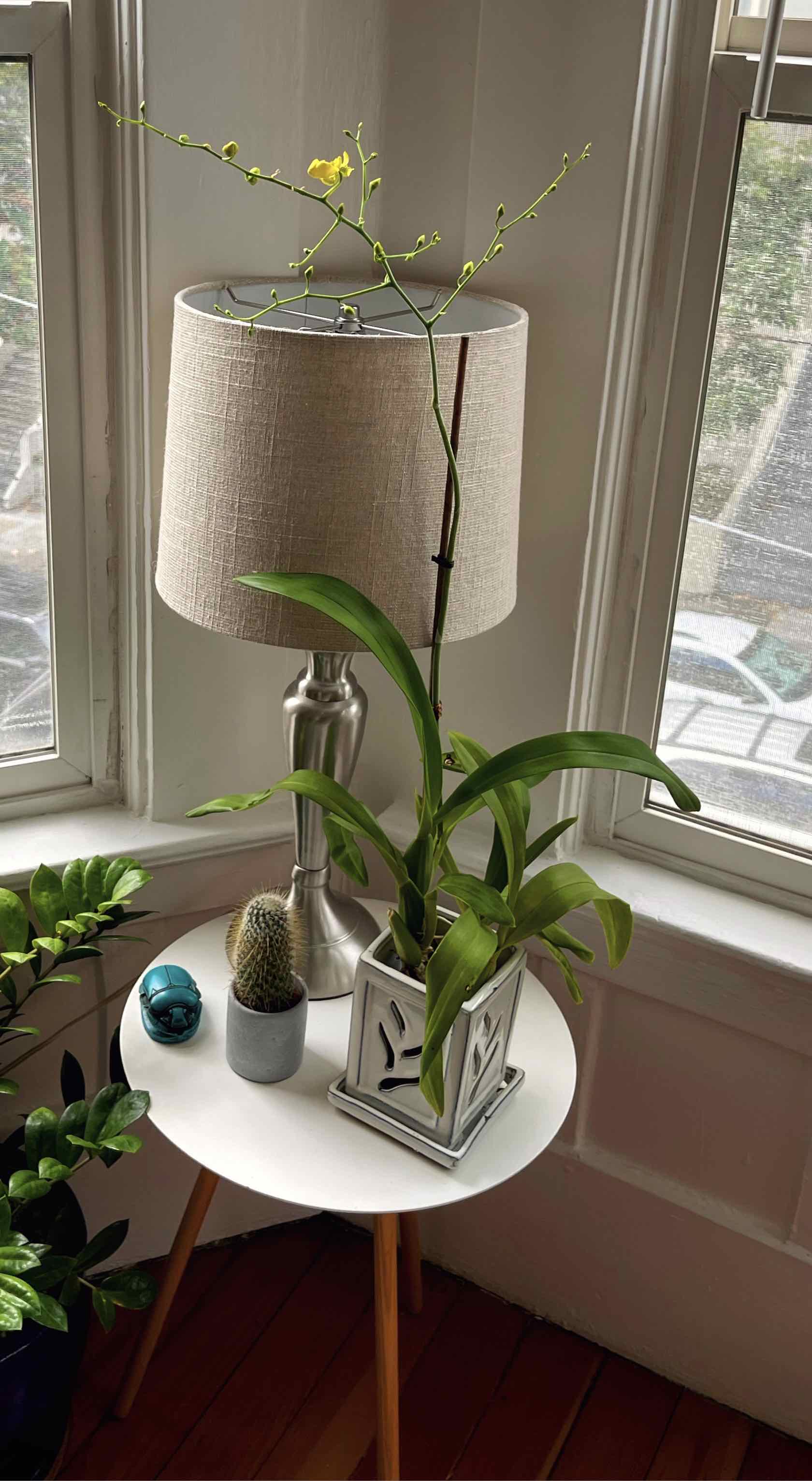 Photo of the plant species Dancing-Lady Orchid by @vee_vargas named Oncidium on Greg, the plant care app