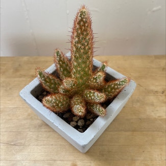 Lady Finger Cactus plant in San Francisco, California