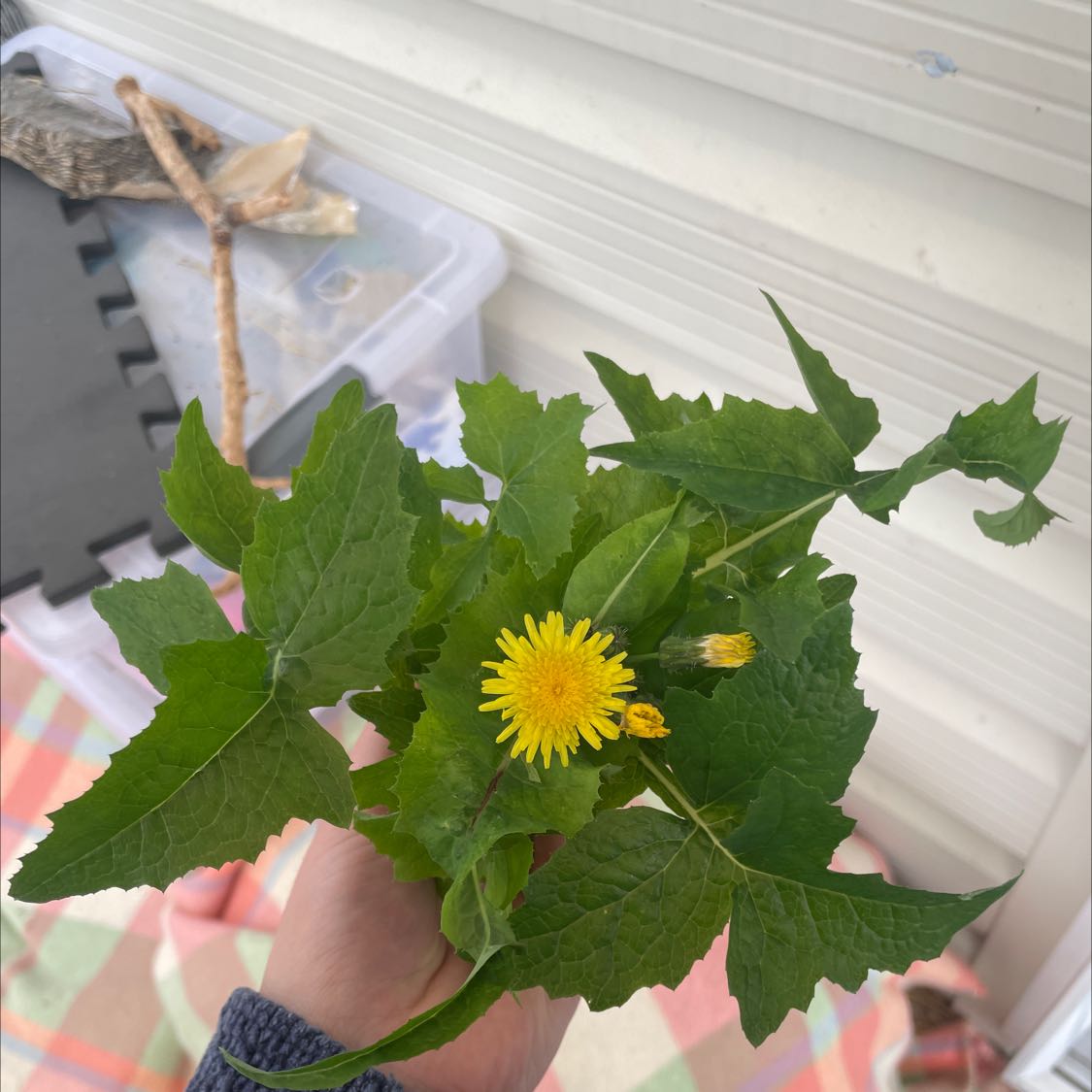 Common Sowthistle plant with green leaves and a yellow flower held by a hand.