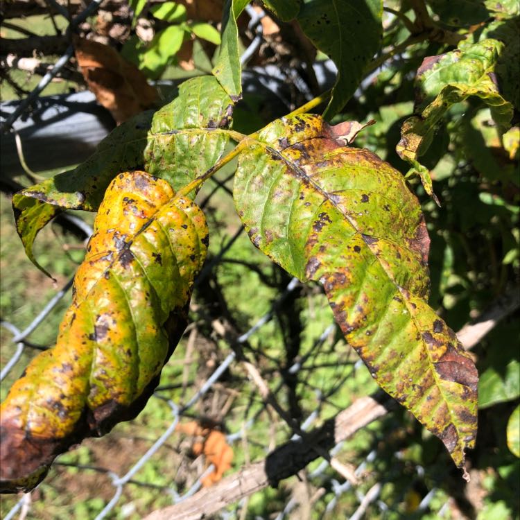 Poison Ivy plant with yellowing, browning, and black spots on leaves.