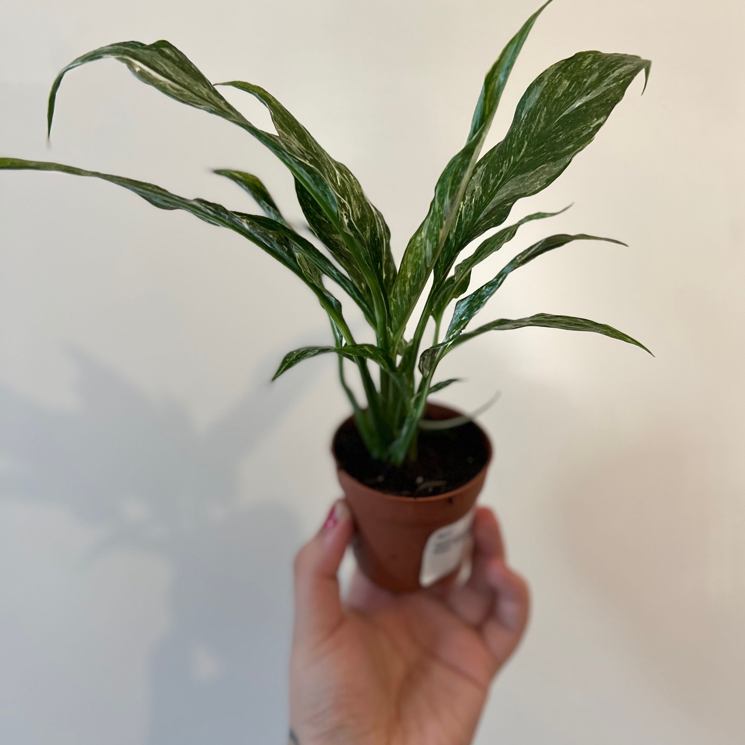 Variegated Peace Lily in a small pot held by a hand, showing healthy variegated leaves.