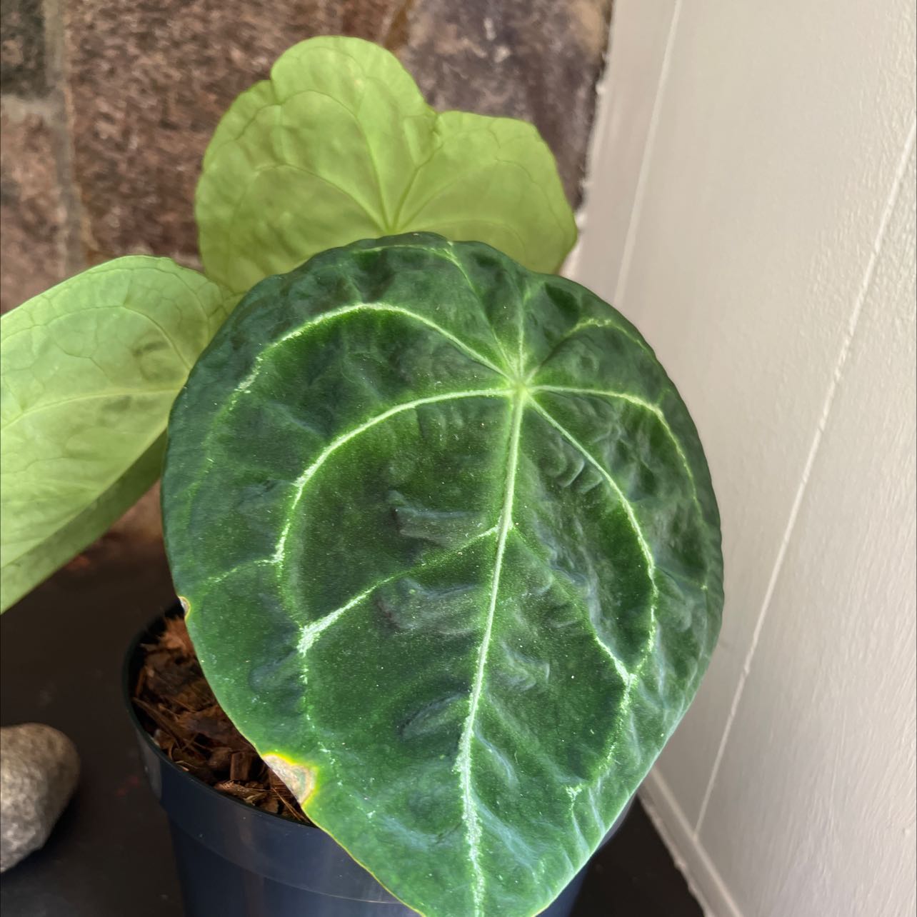 Anthurium forgetii plant with healthy green leaves in a black pot.