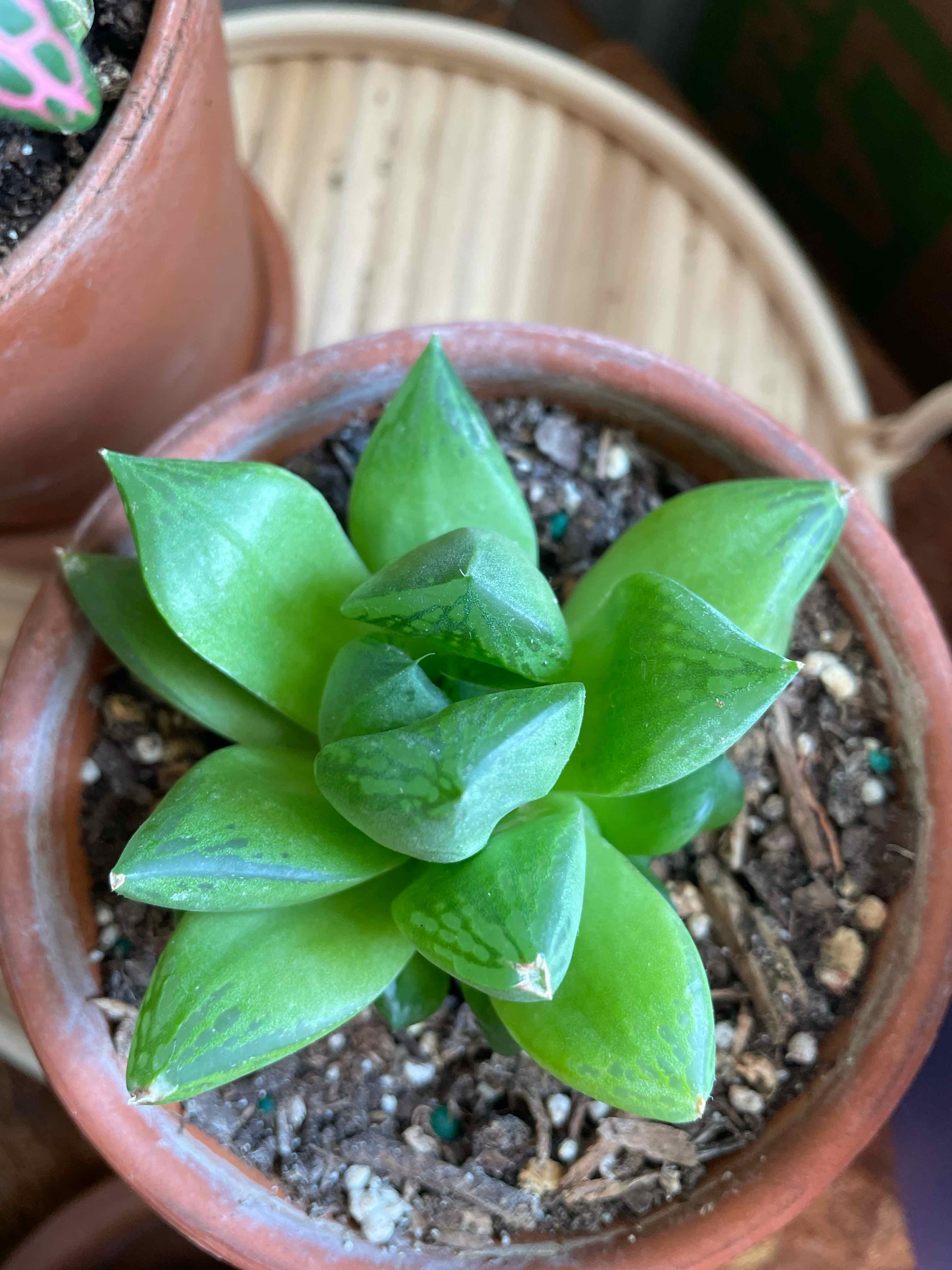 Healthy Cathedral Window Haworthia in a terracotta pot with visible soil.